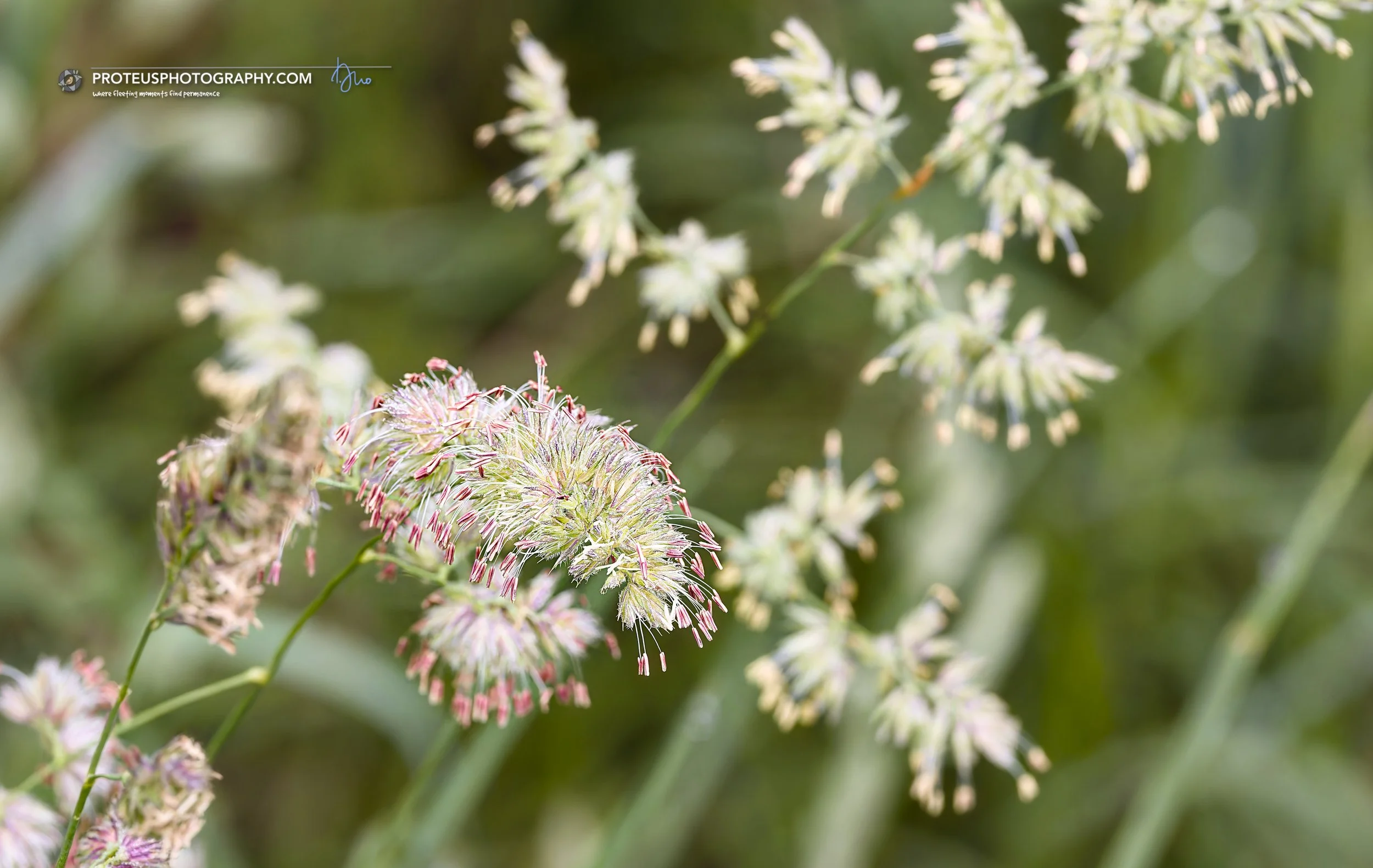 cocksfoot (dactylis glomerata), also known as orchard grass)