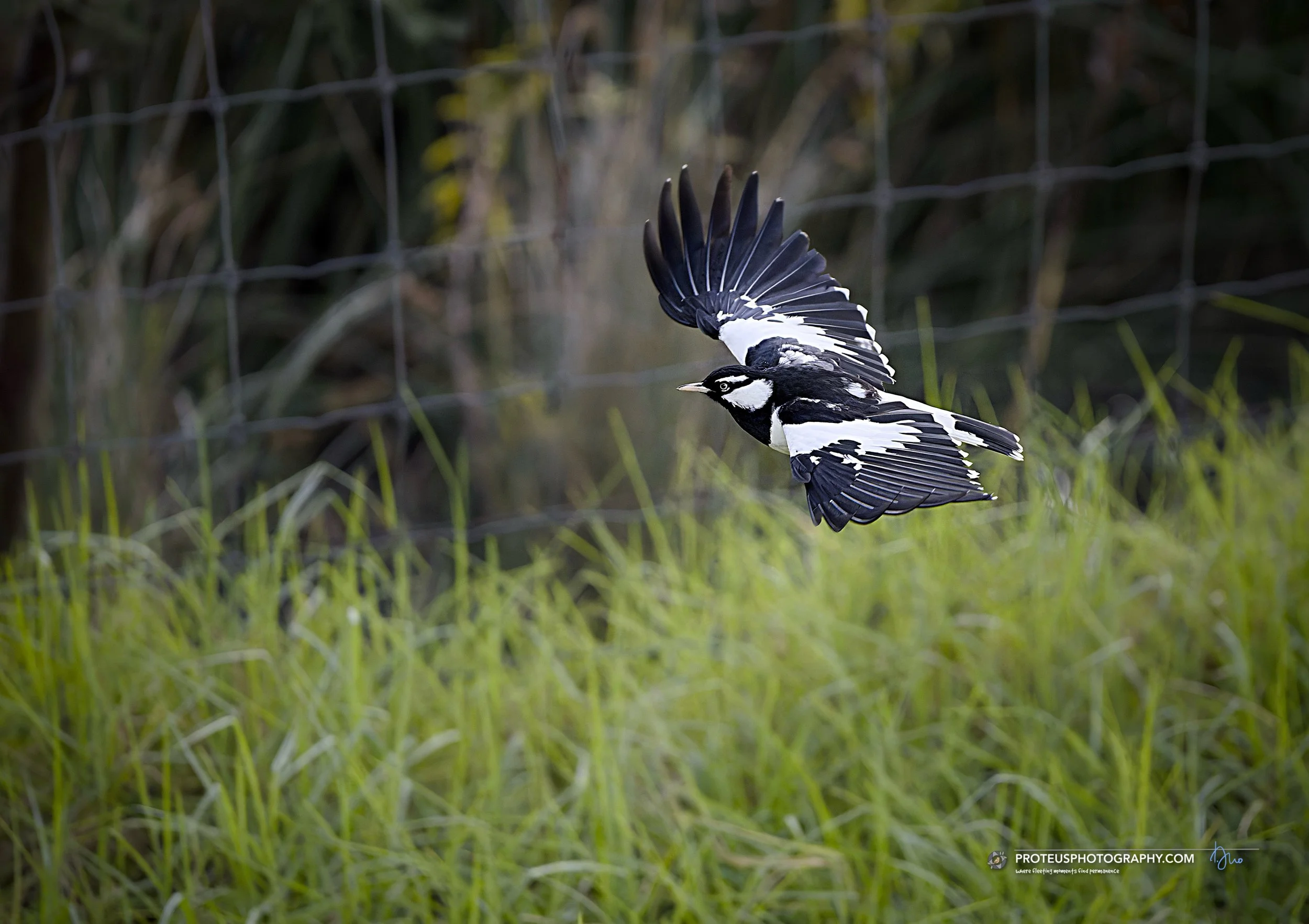 magpie lark in flight