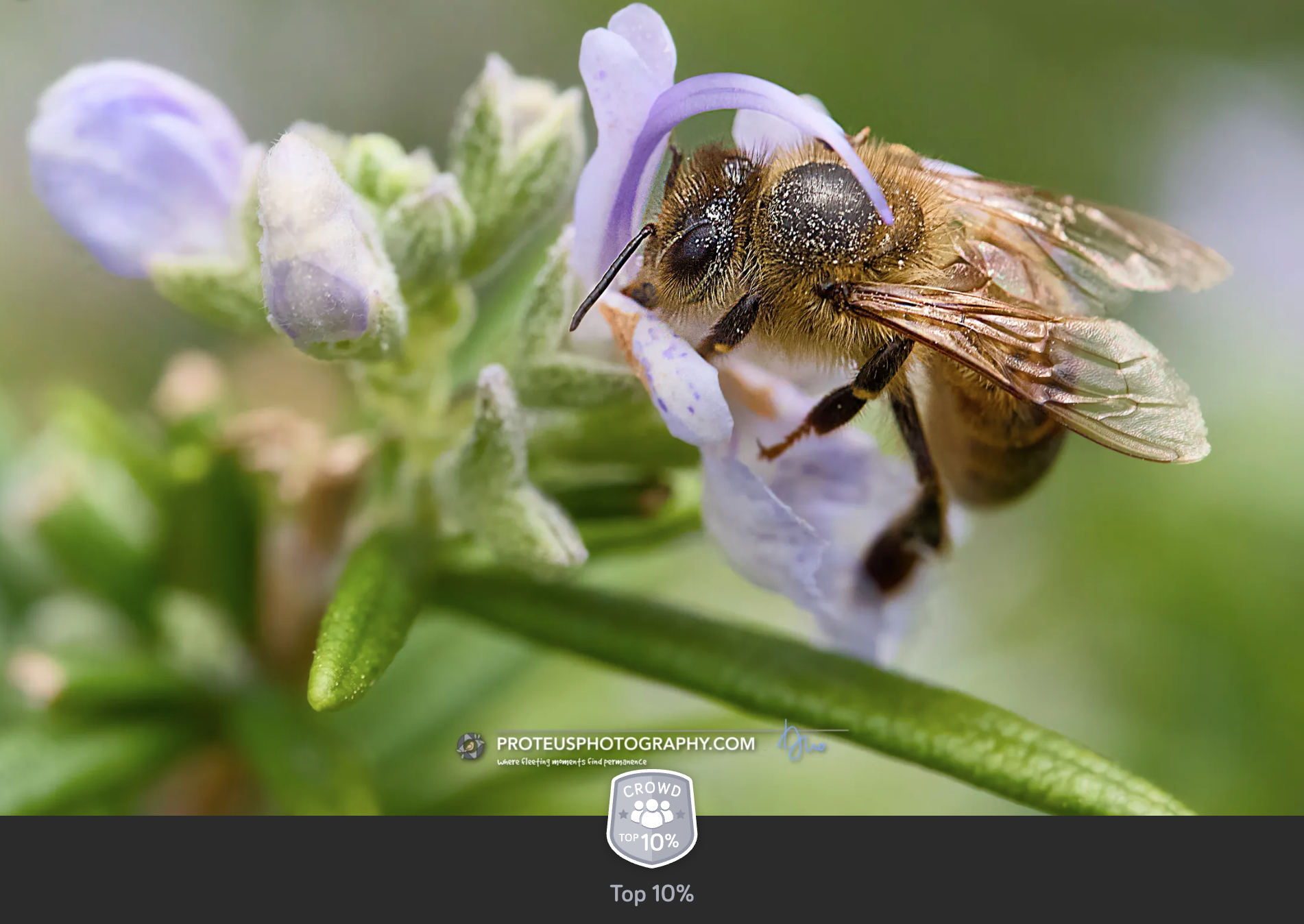 honey bee