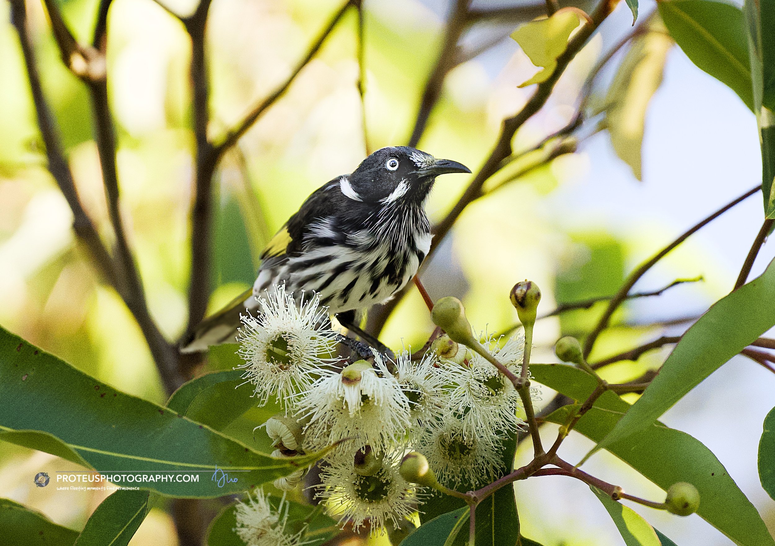 new holland honeyeater (ohylidonyris novaehollandiae)