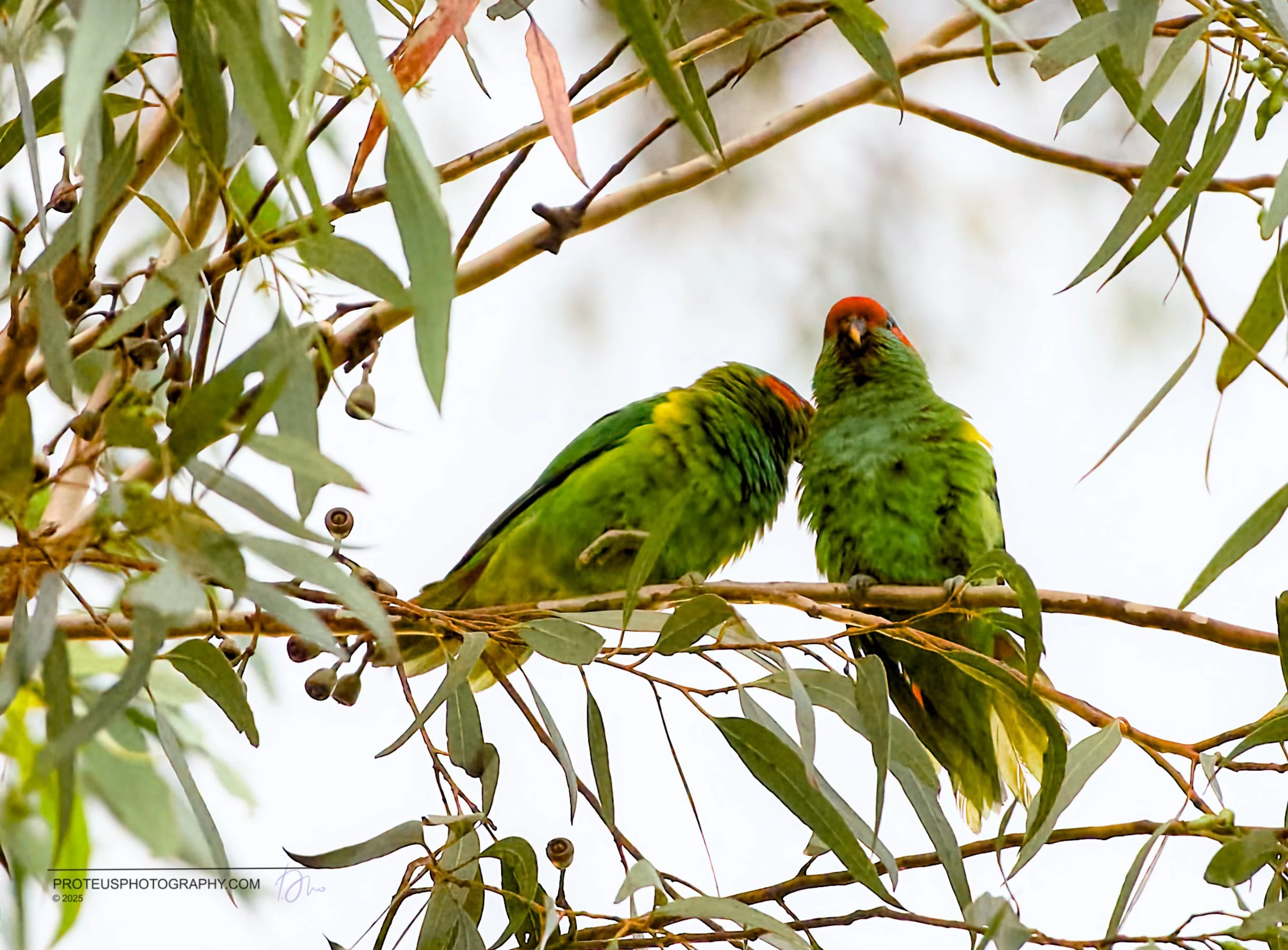 Two green parrots with red heads perched on a branch among leafy eucalyptus tree branches.