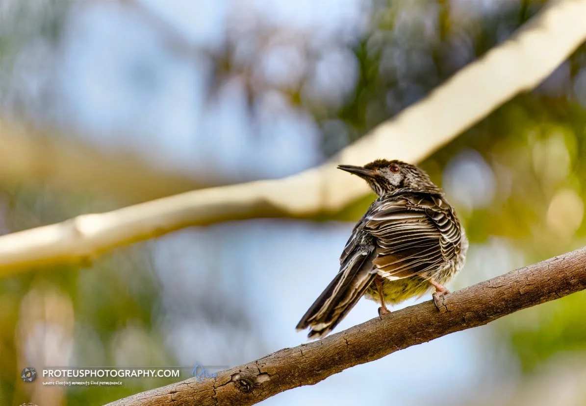 Red Wattlebird (Anthochaera carunculata) perched on a branch