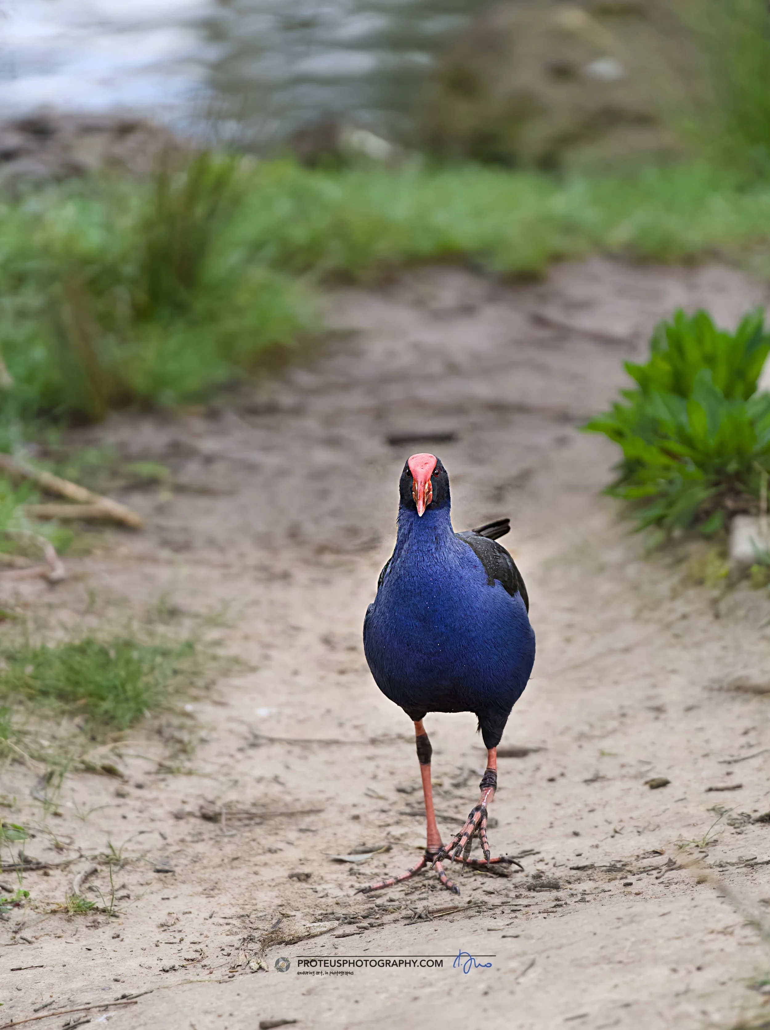 swamphen (porphyrio melanotus), or pūkeko in NZ