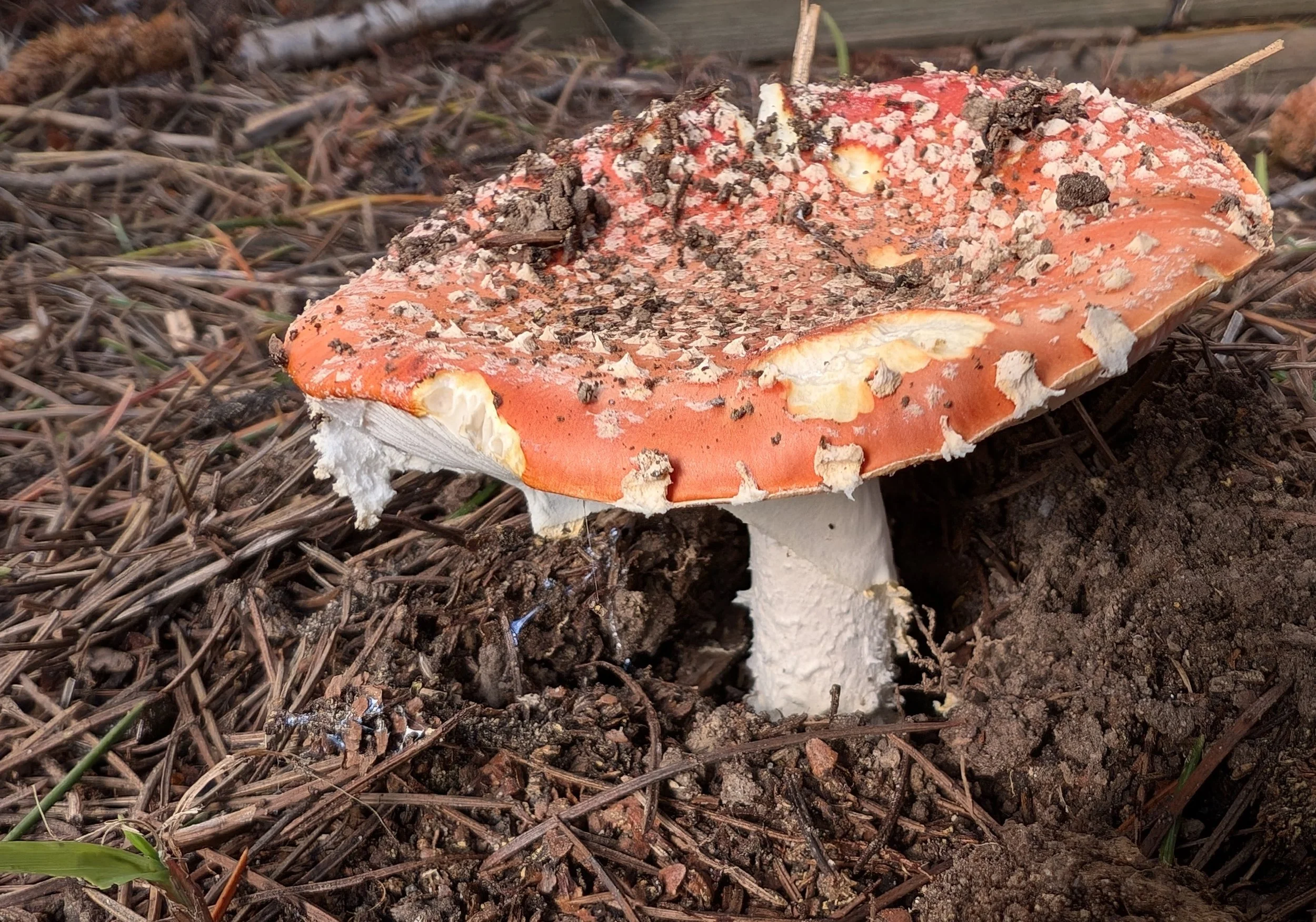 Fly Agaric (Amanita muscaria)