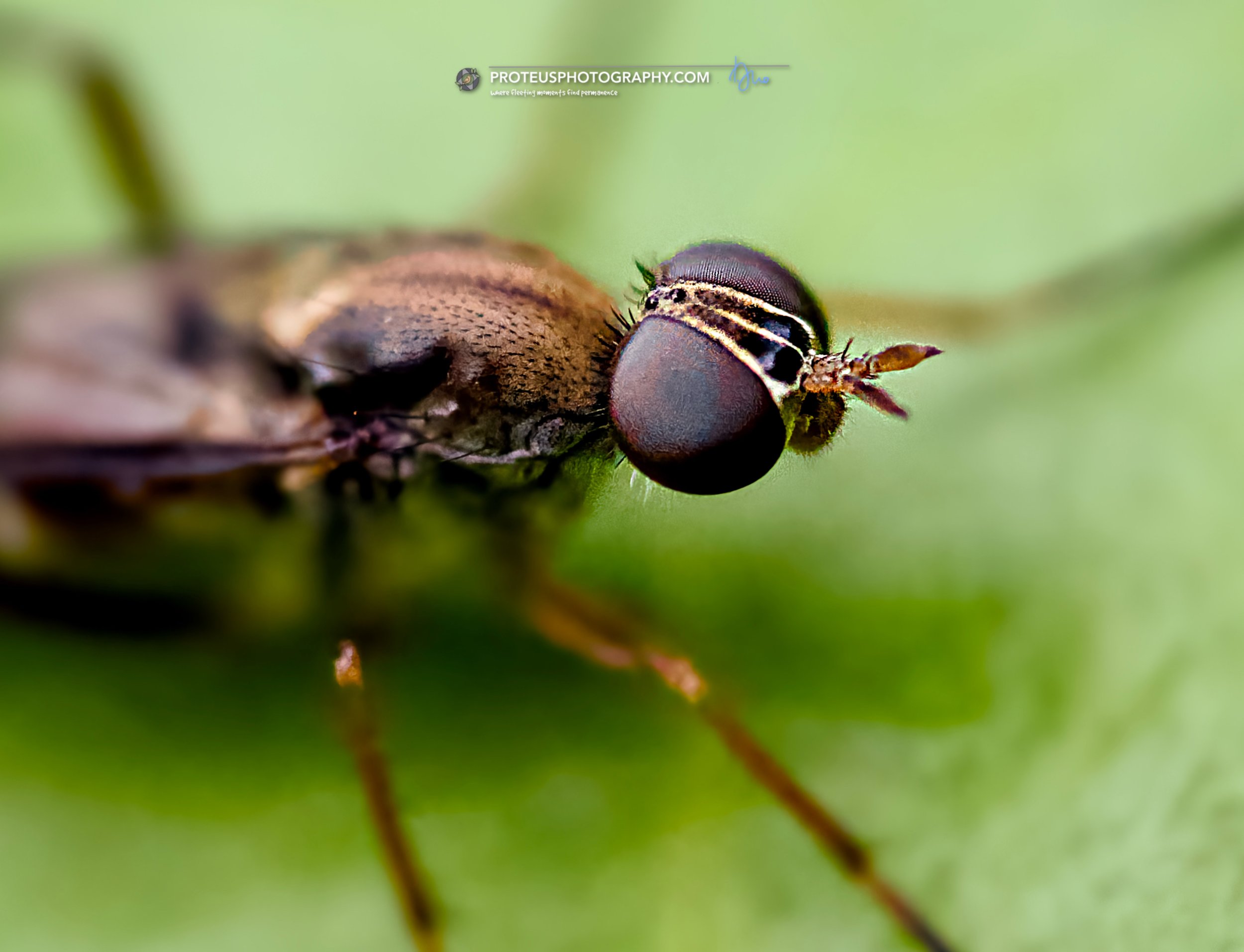 snipe fly (rhagionidae), has a slender body, sparse hair, and noticeably long legs; but still a fly