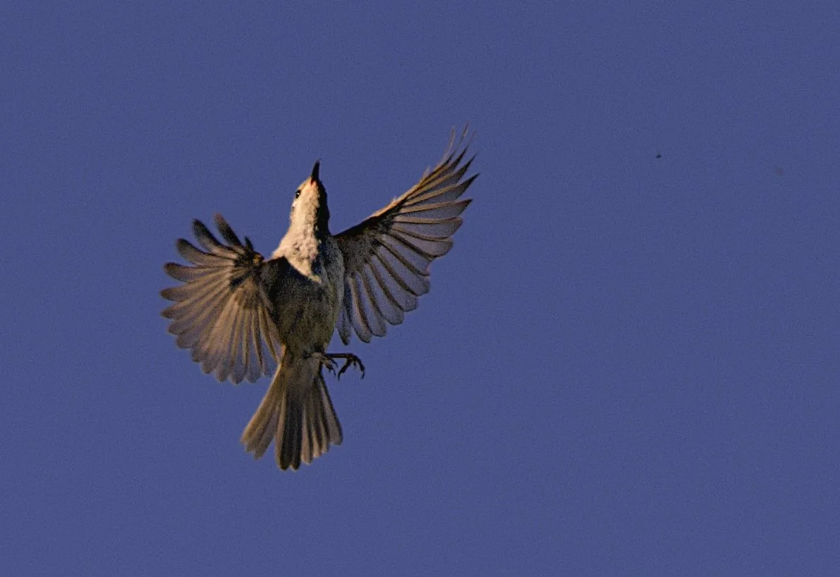 new holland honeyeater in flights
