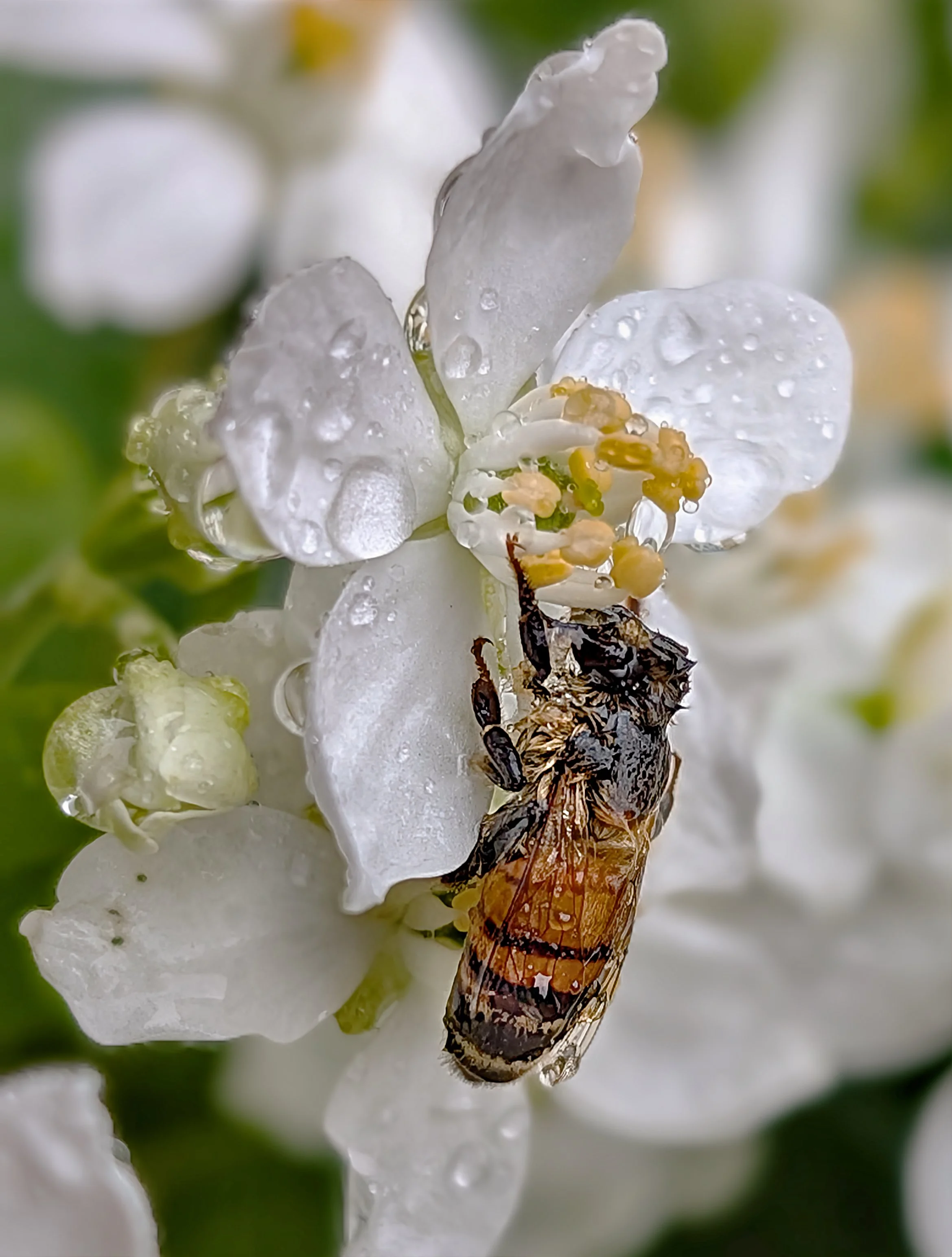 honey bee (apis mellifera) got a little wet after the rain..