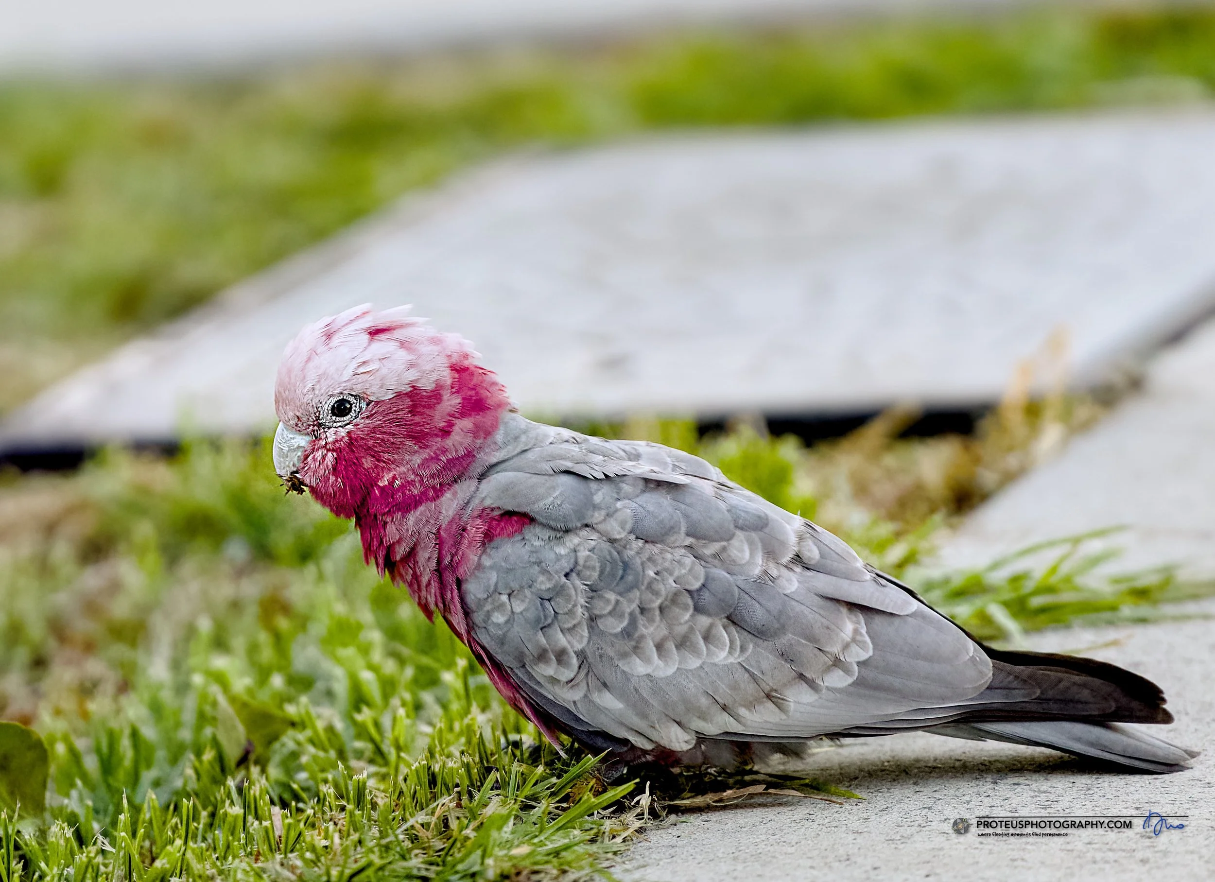rose breasted cockatoo or galah 