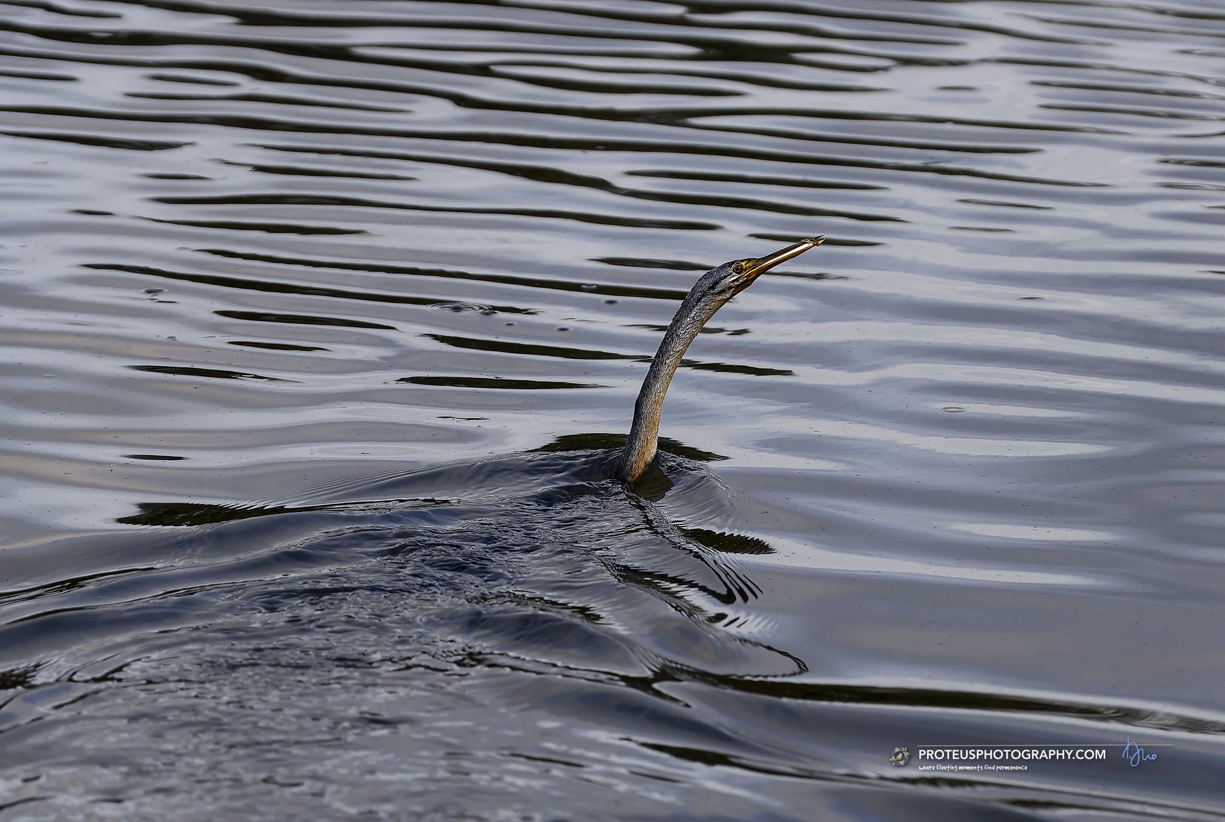 A heron bird with a long neck and beak is seen in the water, possibly fishing or looking for food, with rippling water around it.