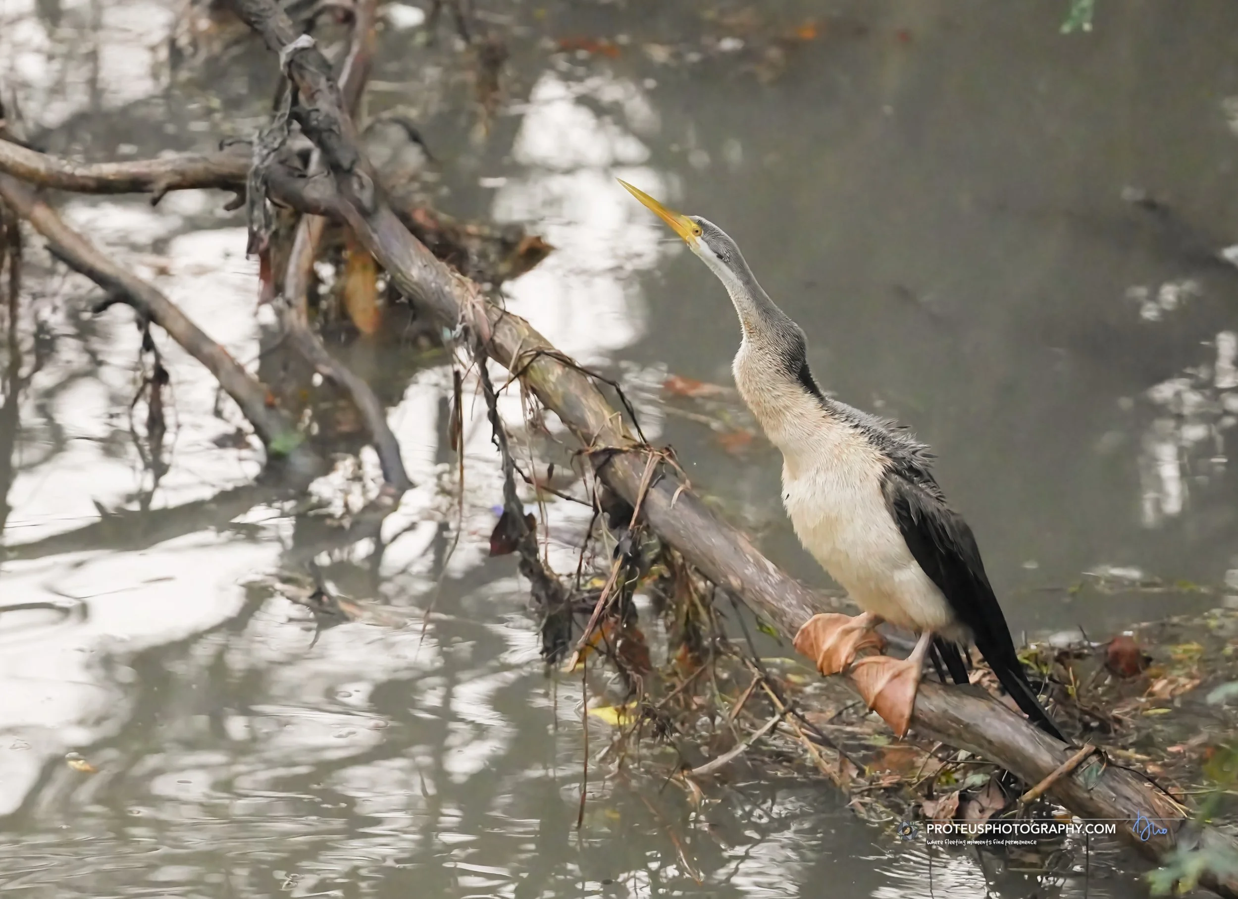 striking a pose - Australian darter (Anhinga novaehollandiae)