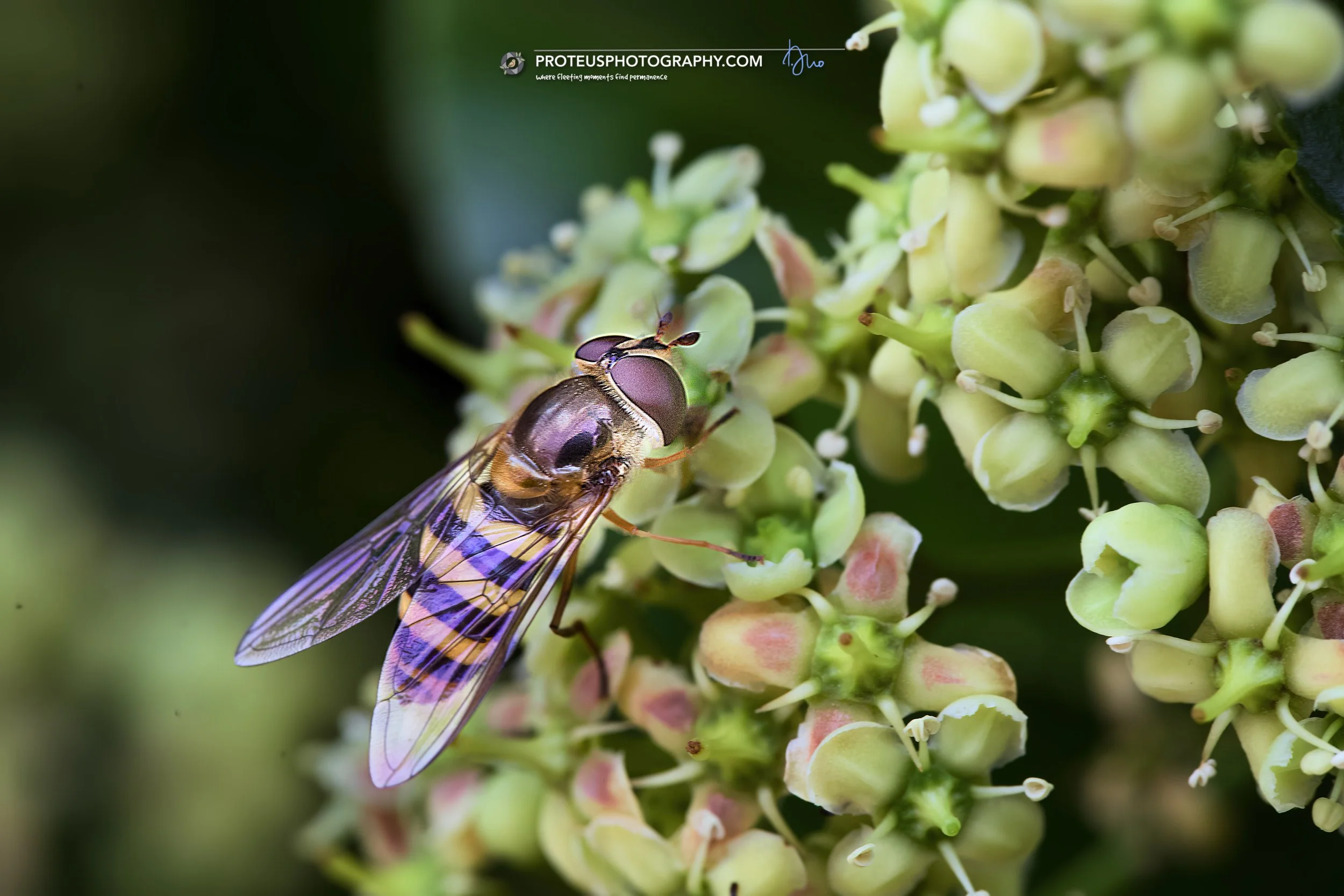 A close-up of a bee collecting nectar from white and pink flowers.