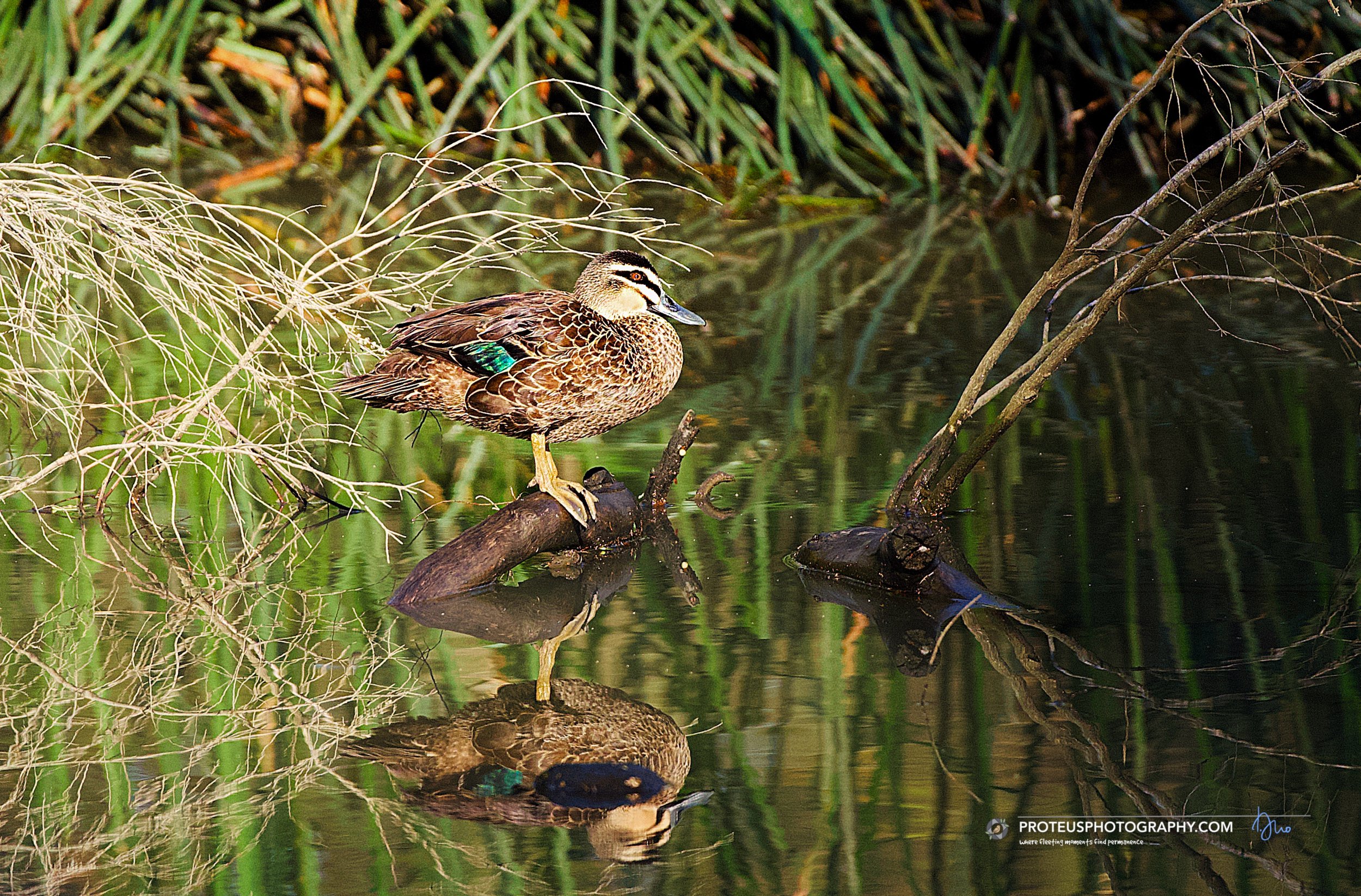 A duck with brown and teal feathers standing on a fallen log in a calm body of water surrounded by green reeds and plants.