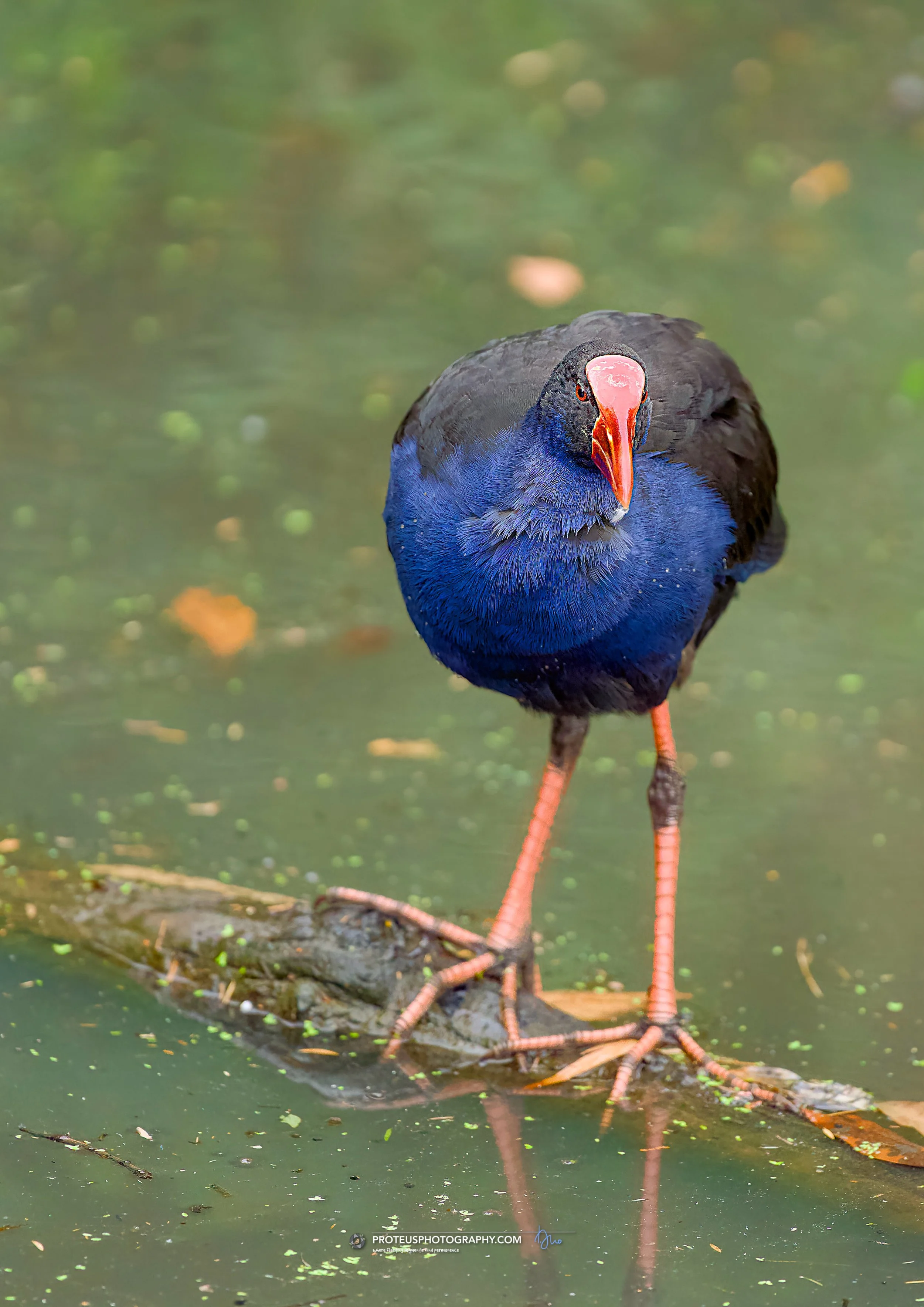 swamphen (porphyrio melanotus), or pūkeko in NZ