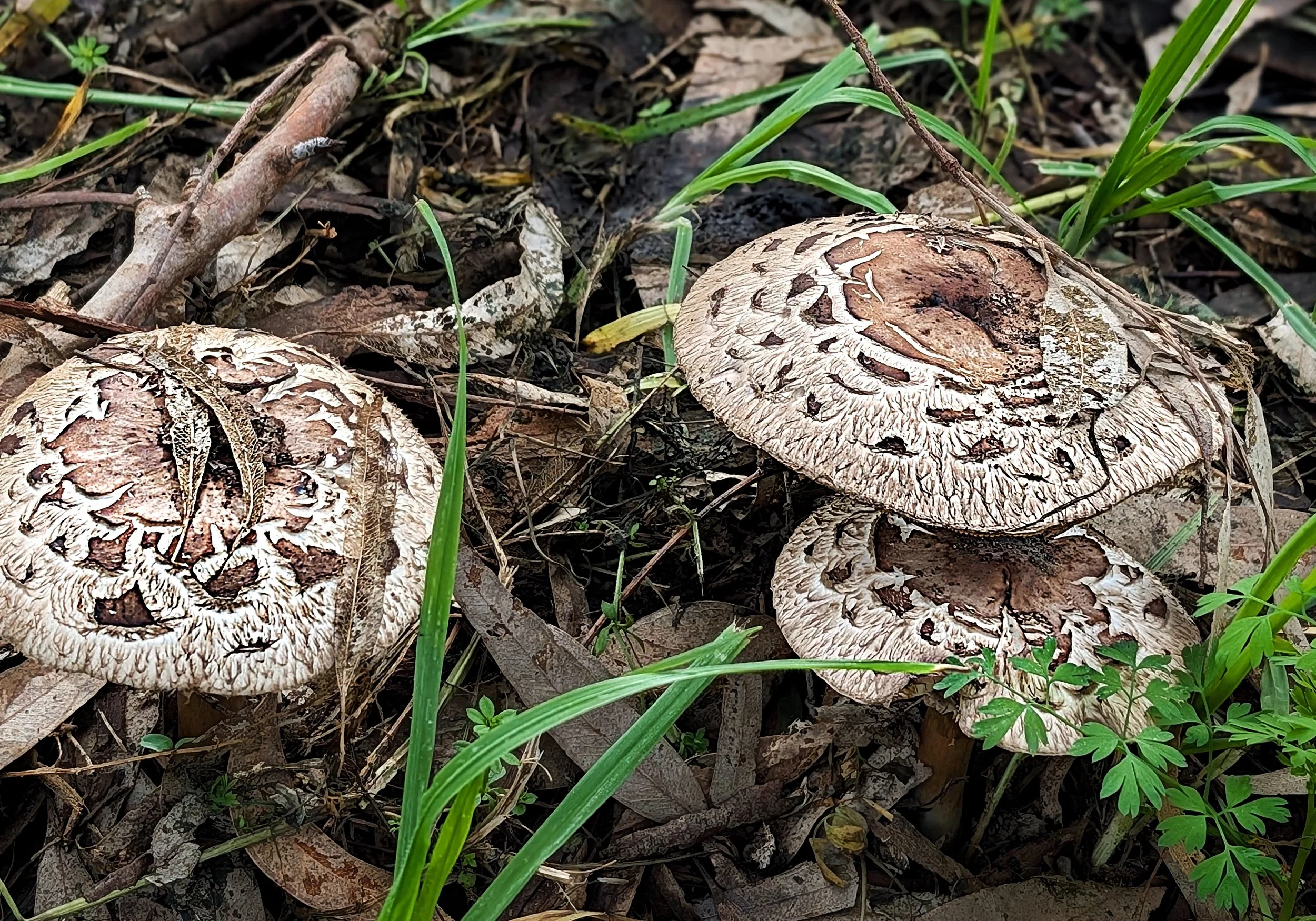 Shaggy parasol (chlorophyllum brunneum / rhacodes)
