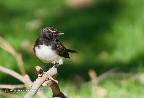 Willie wagtail (Rhipidura leucophrys). 