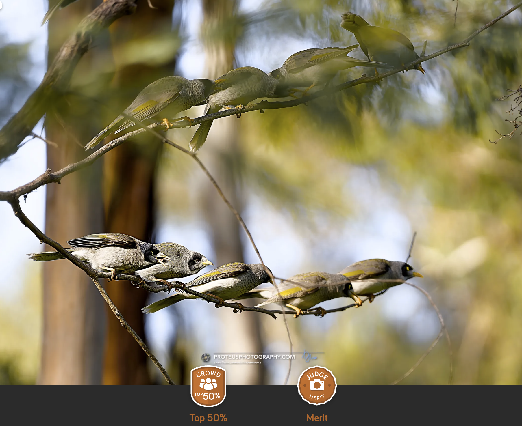 Birds on Branch