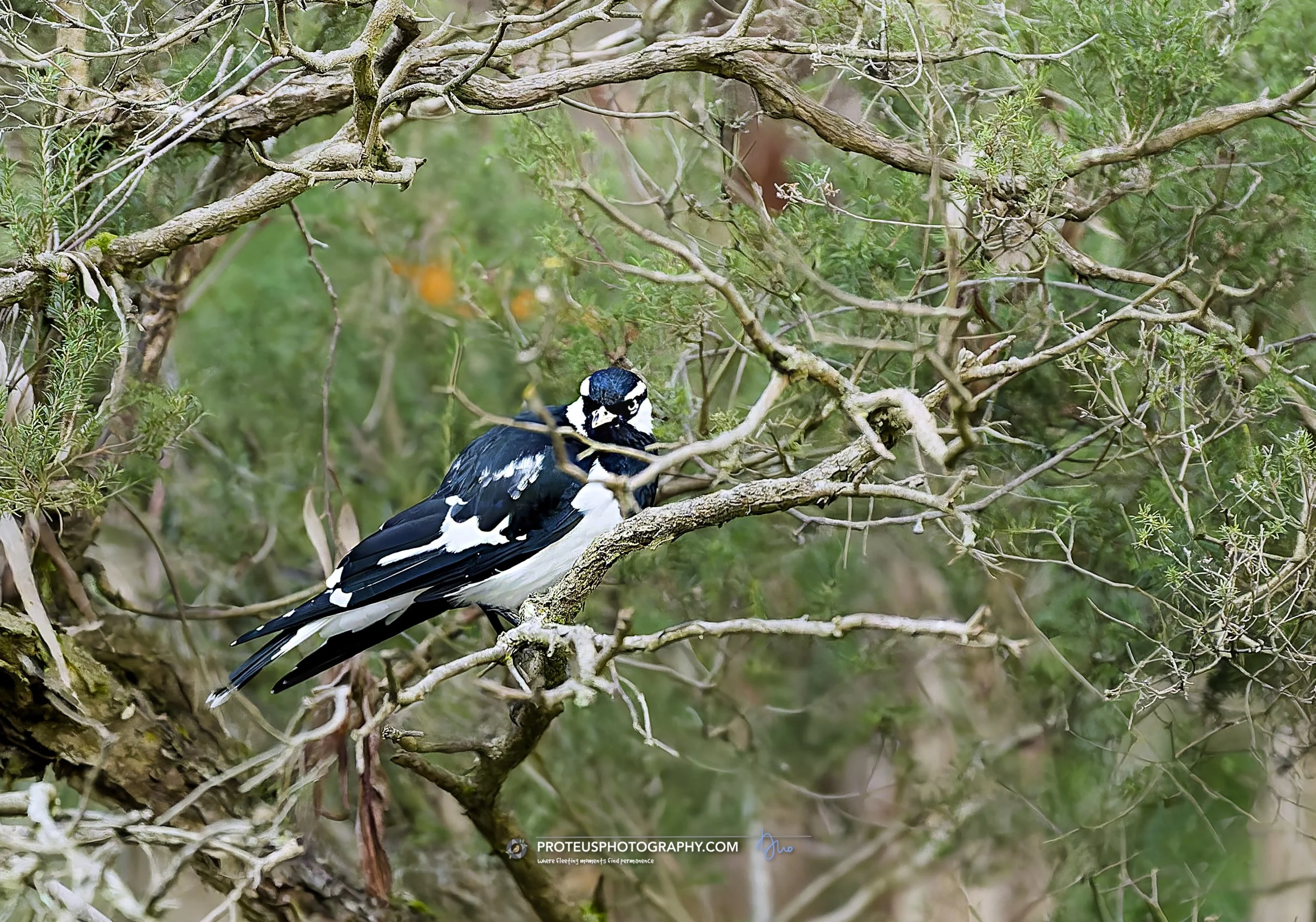 Magpie-lark (Grallina cyanoleuca)