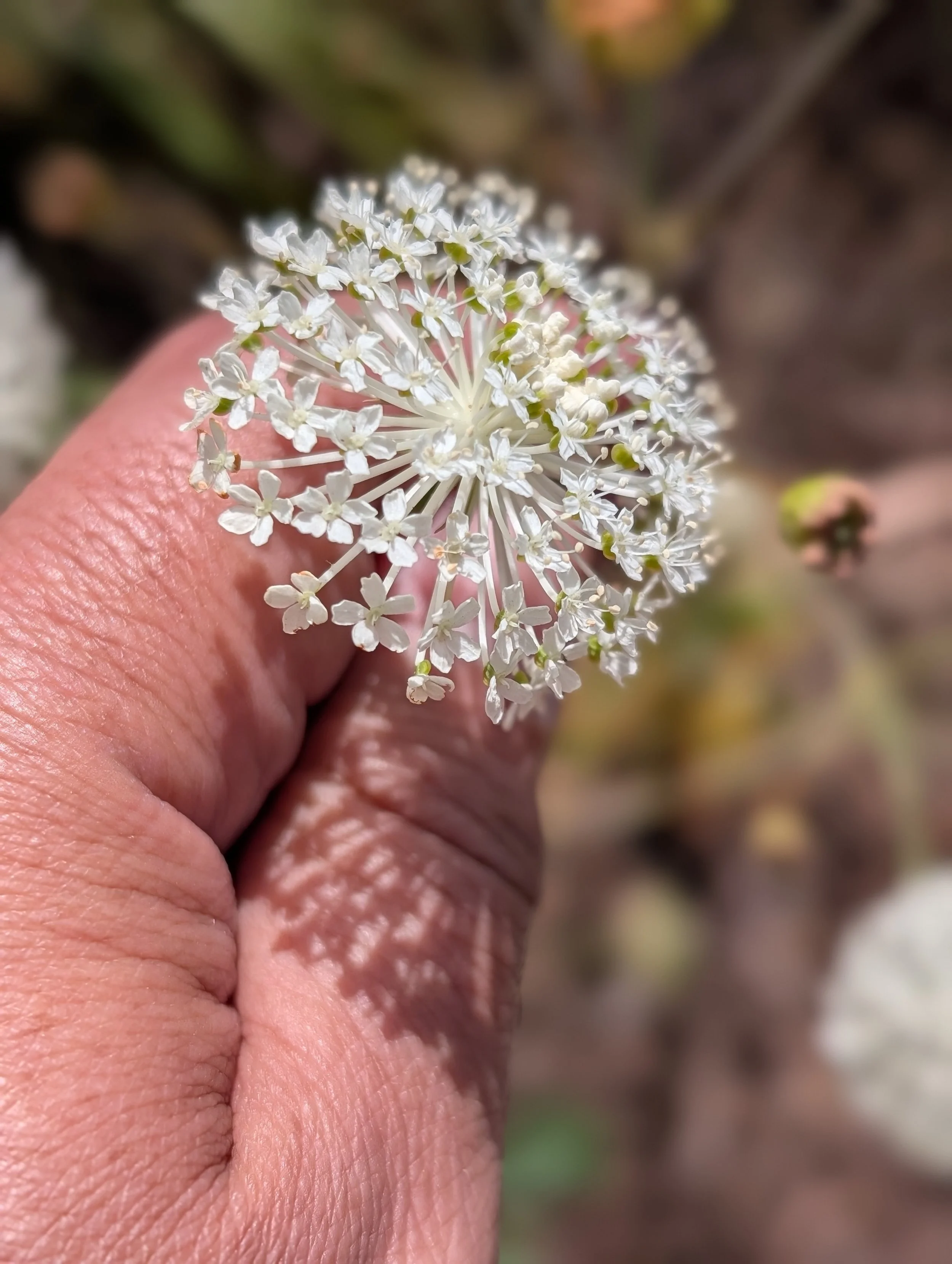 wild parsnip or carrot flower (trachymene composita)