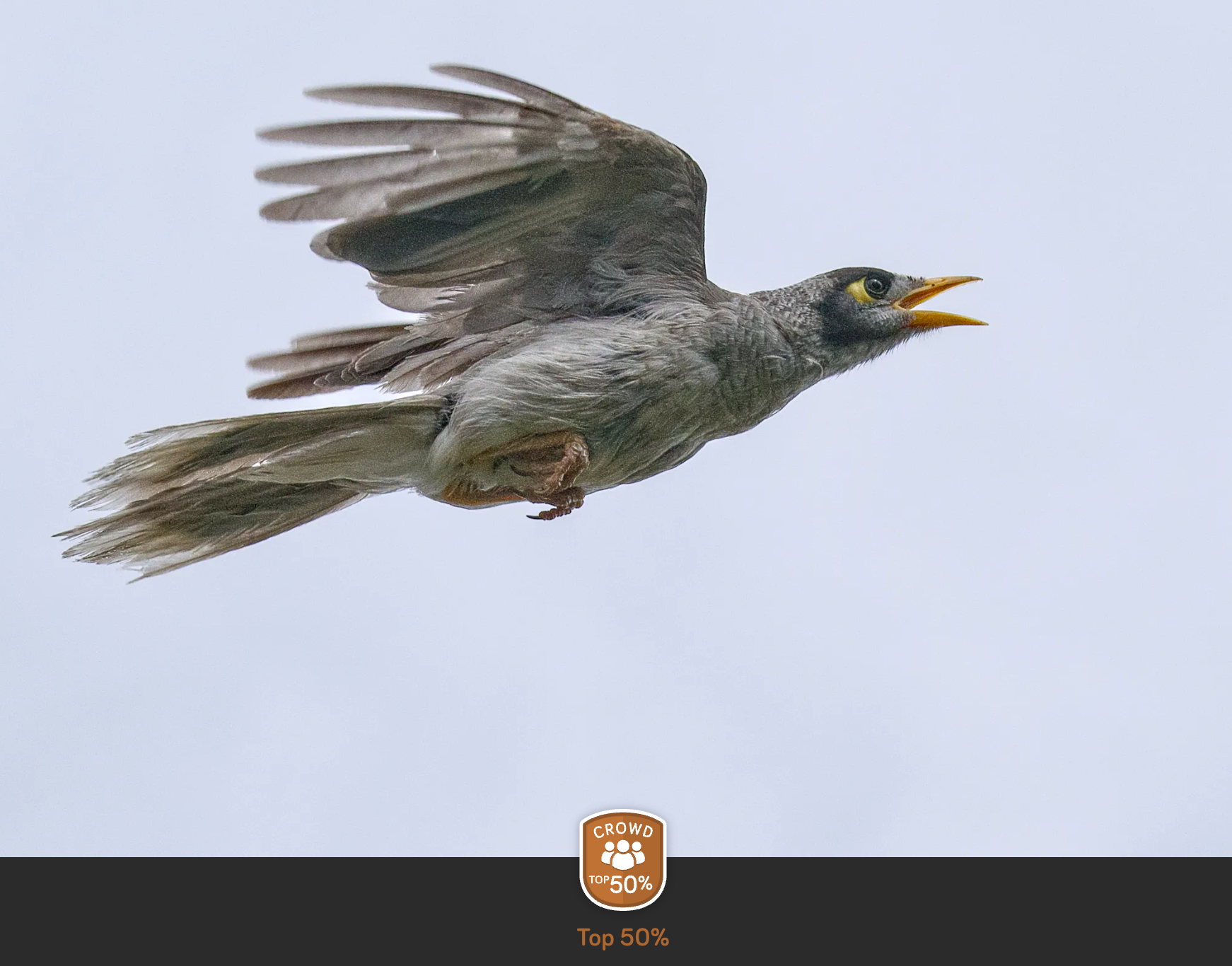 A grey bird flying in the sky with its beak open.