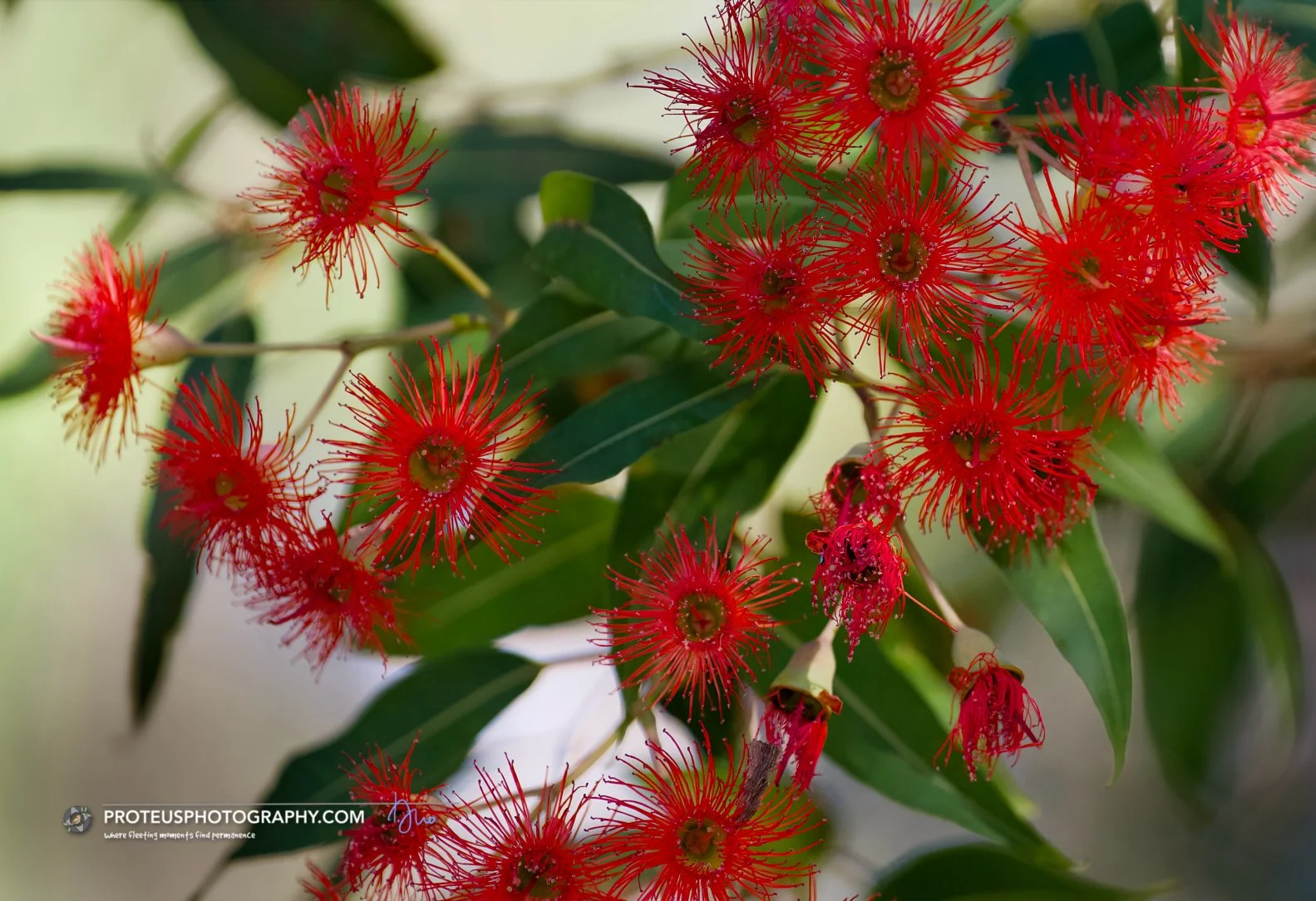 Red Flowering Gum (Corymbia ficifolia)