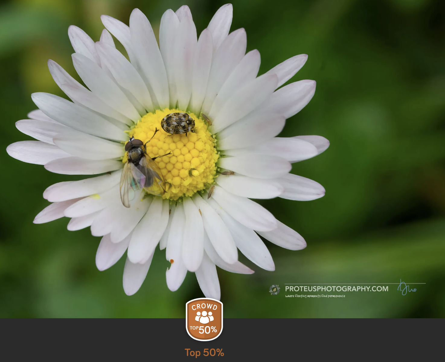 many insects on flower