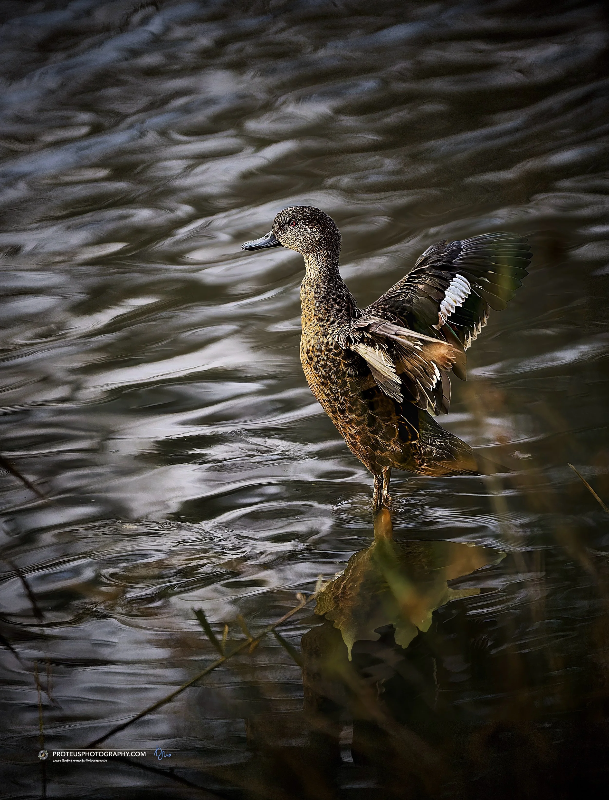 A duck standing in a calm body of water, with its wings partially extended and surrounded by blurred reflections and some vegetation.
