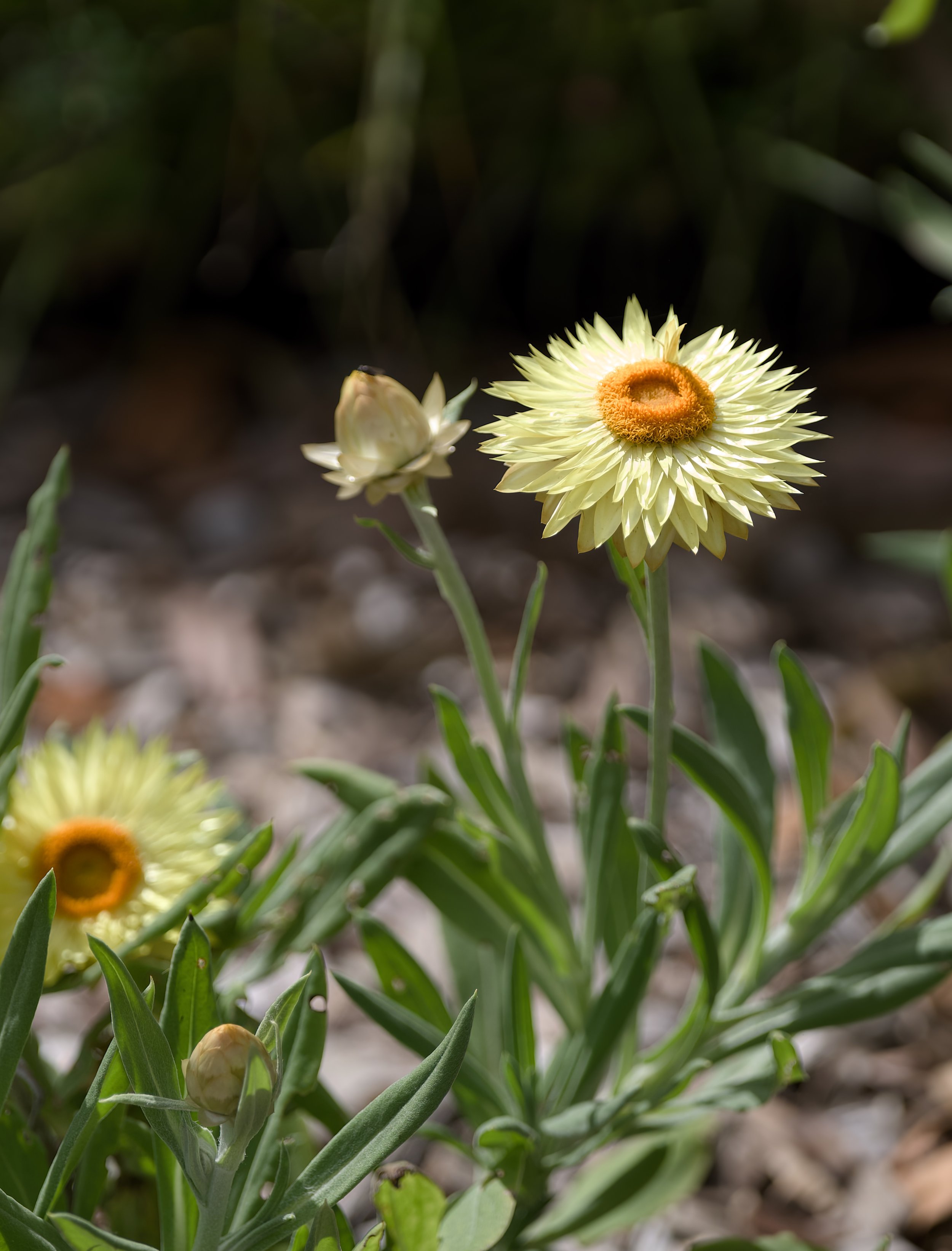 strawflower (xerochrysum bracteatum)