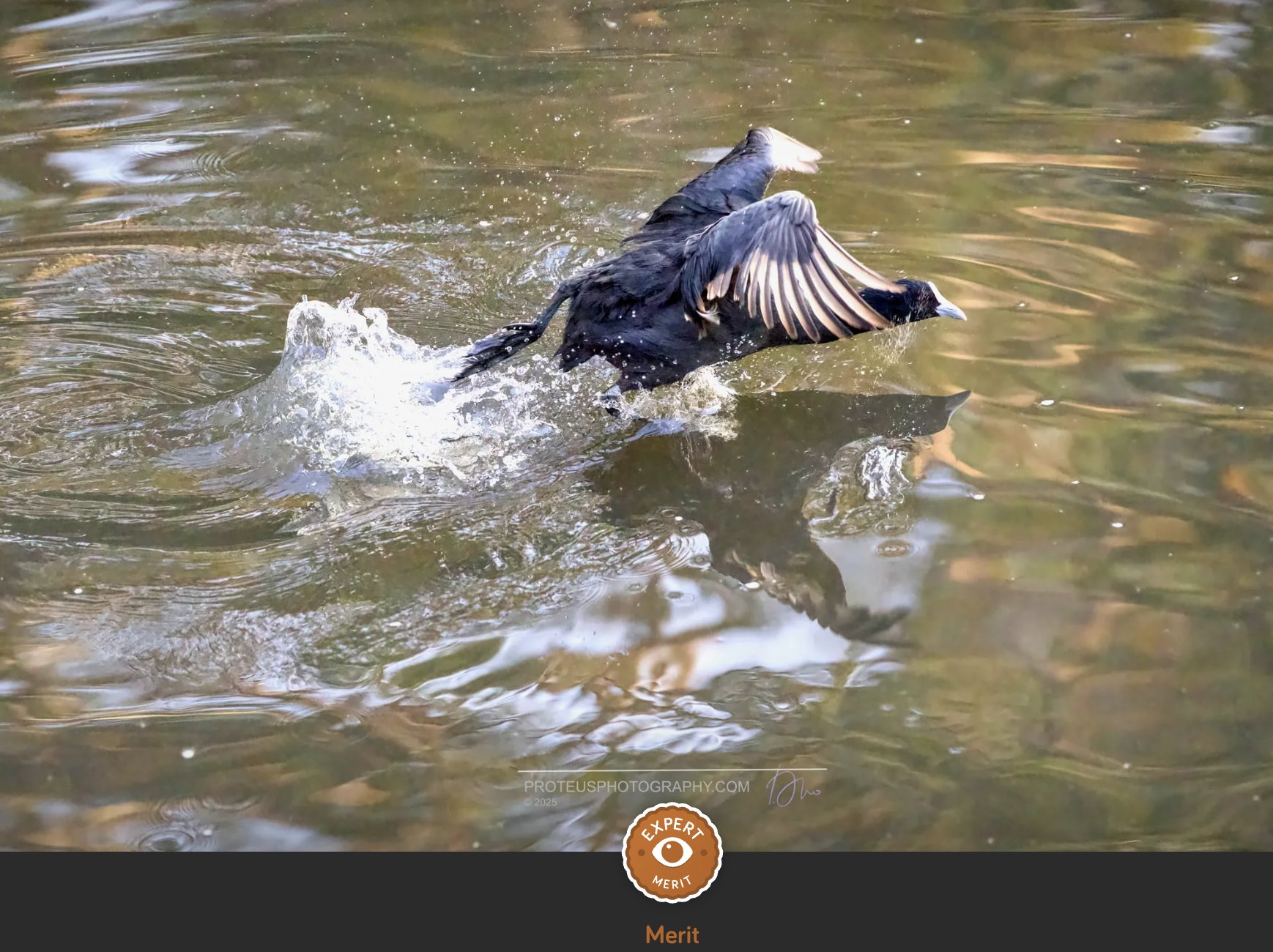 A black bird with blue patches on its wings taking off from a body of water, creating splashes and ripples.