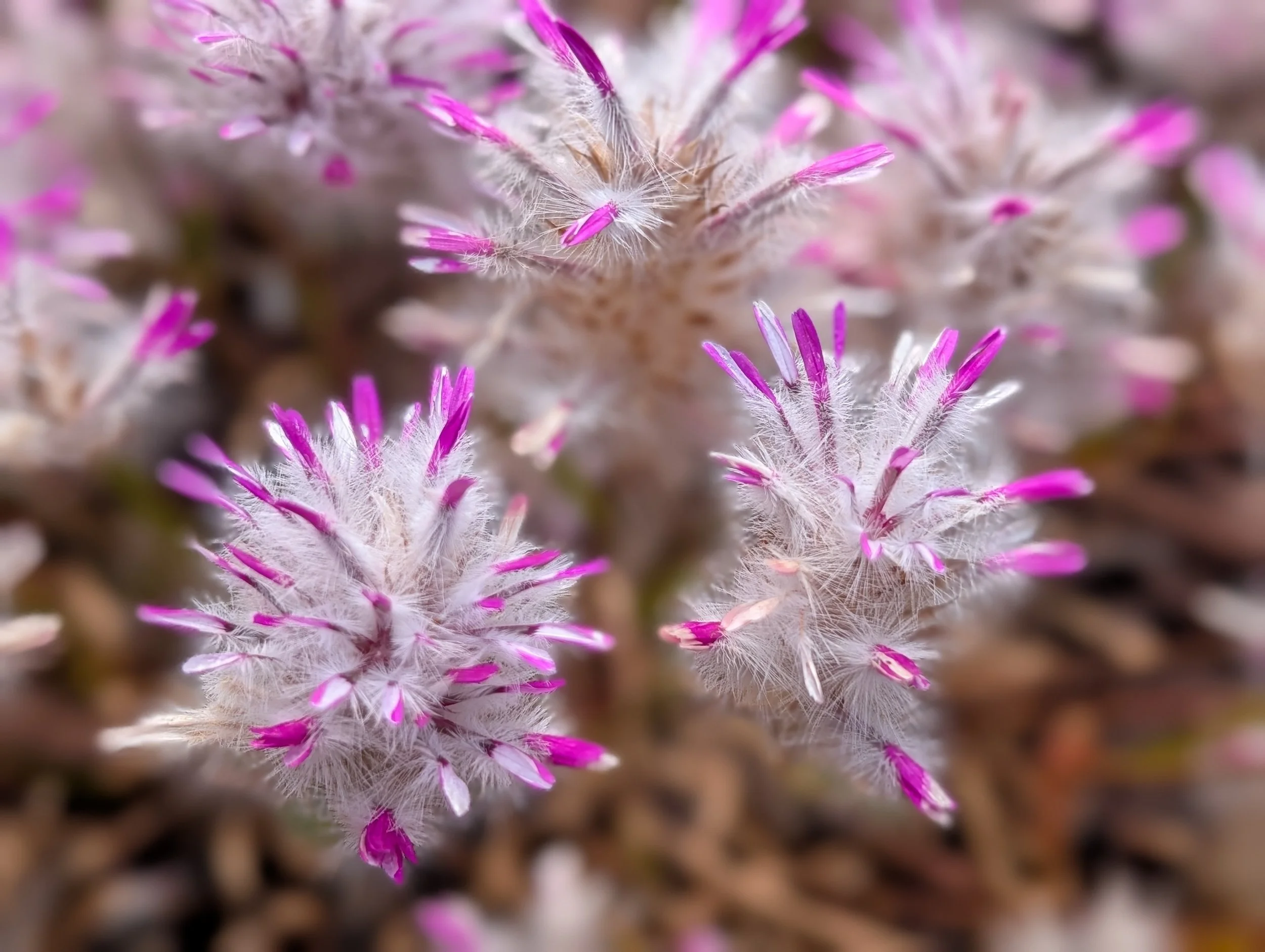 pom poms (ptilotus manglesii)