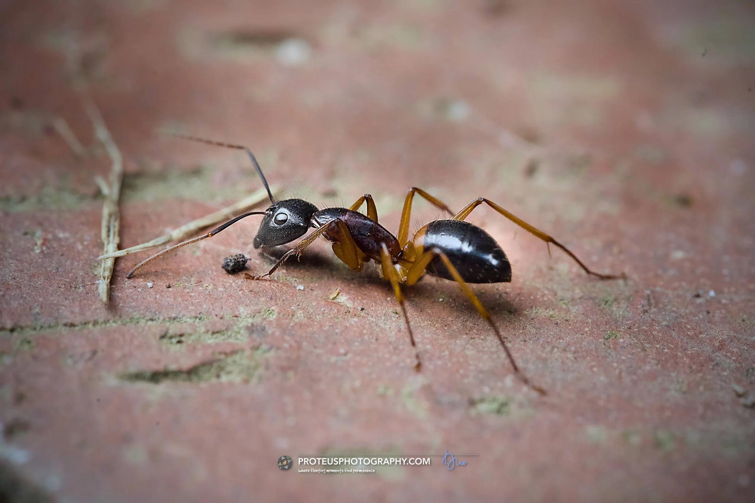 the banded sugar ant (camponotus consobrinus), an iconic and common Australian native ant easily recognized by its striking coloration