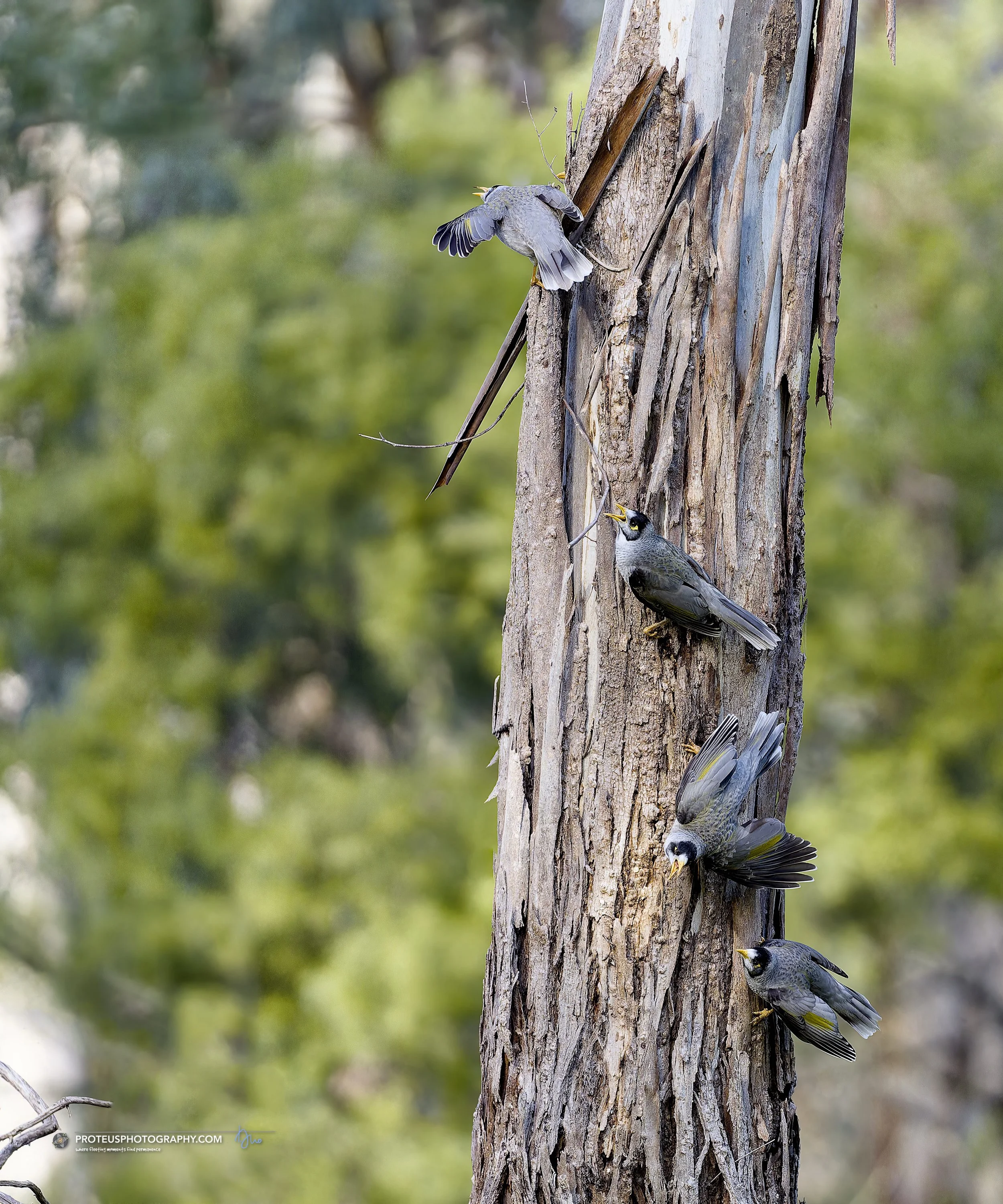 noisy miners excited