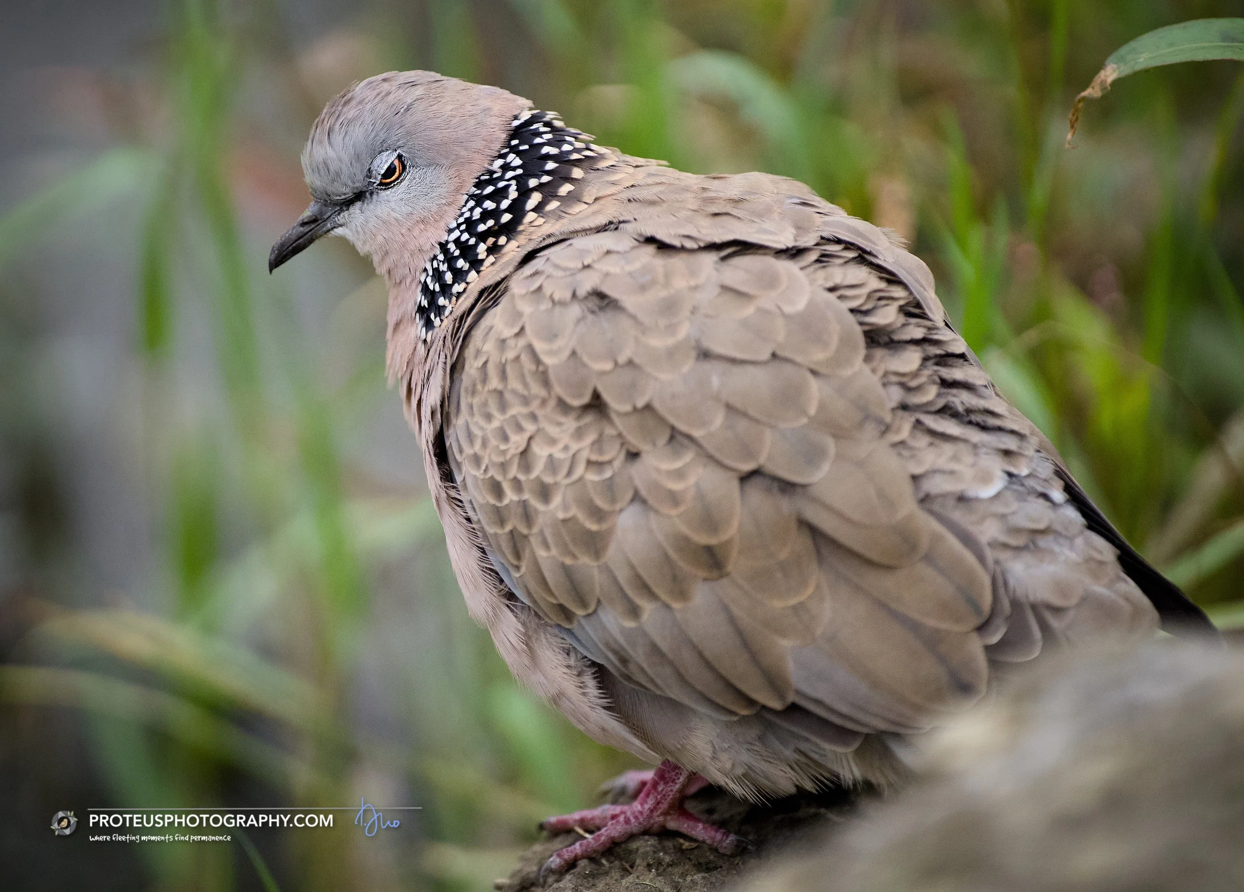 Spotted Dove (Spilopelia chinensis)