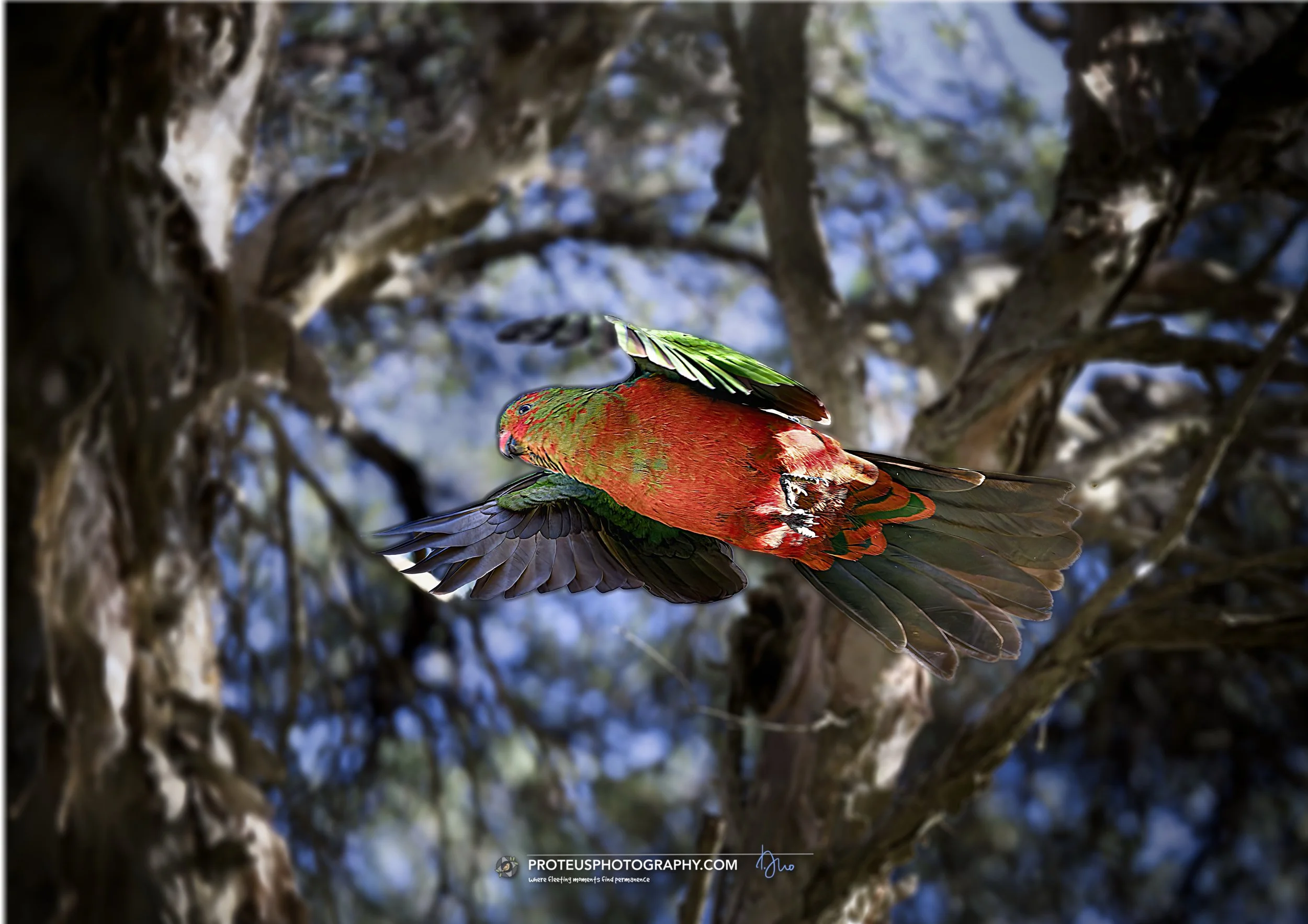 Australian king parrot (Alisterus scapularis) 