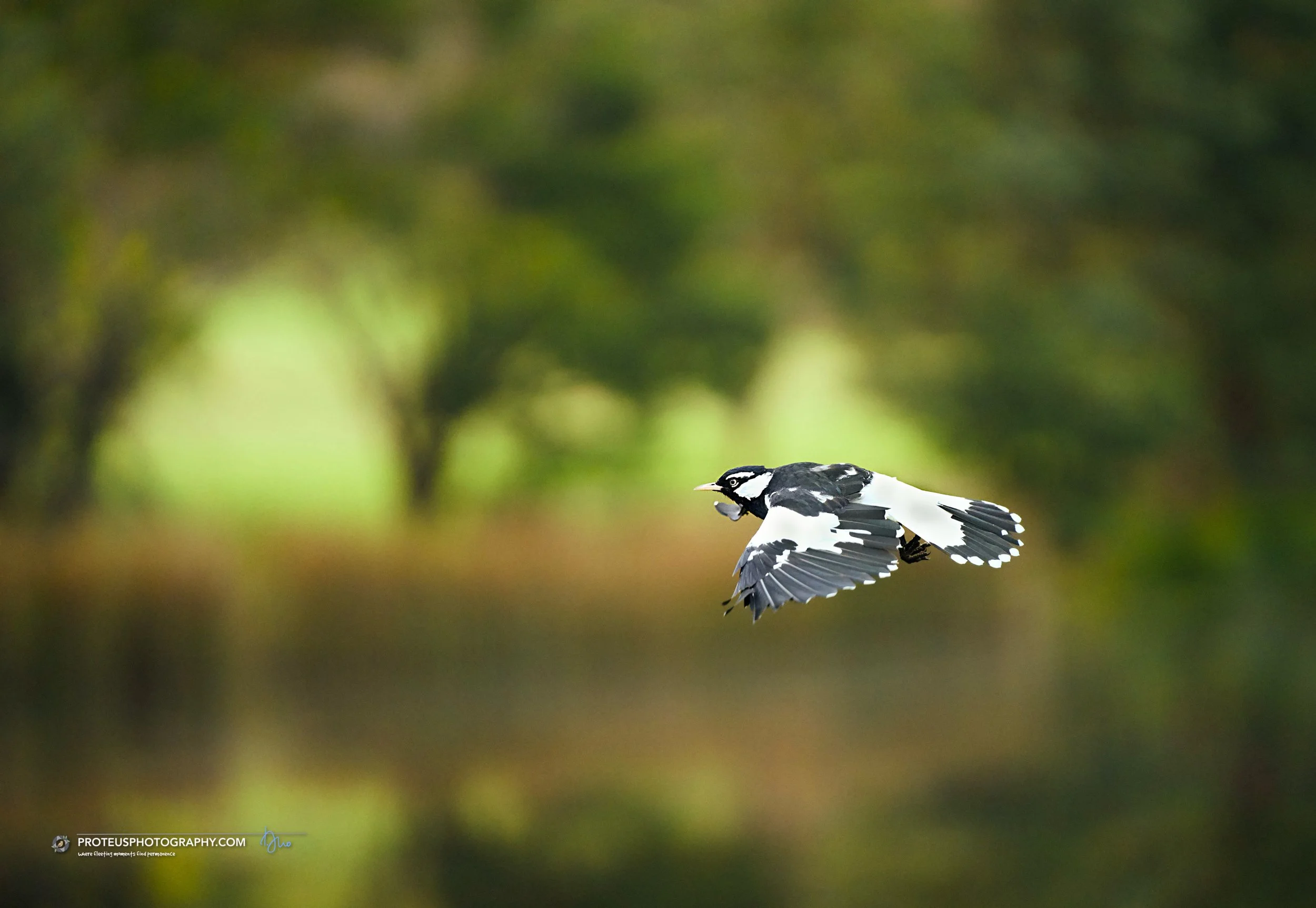 Magpie-larks (Grallina cyanoleuca)