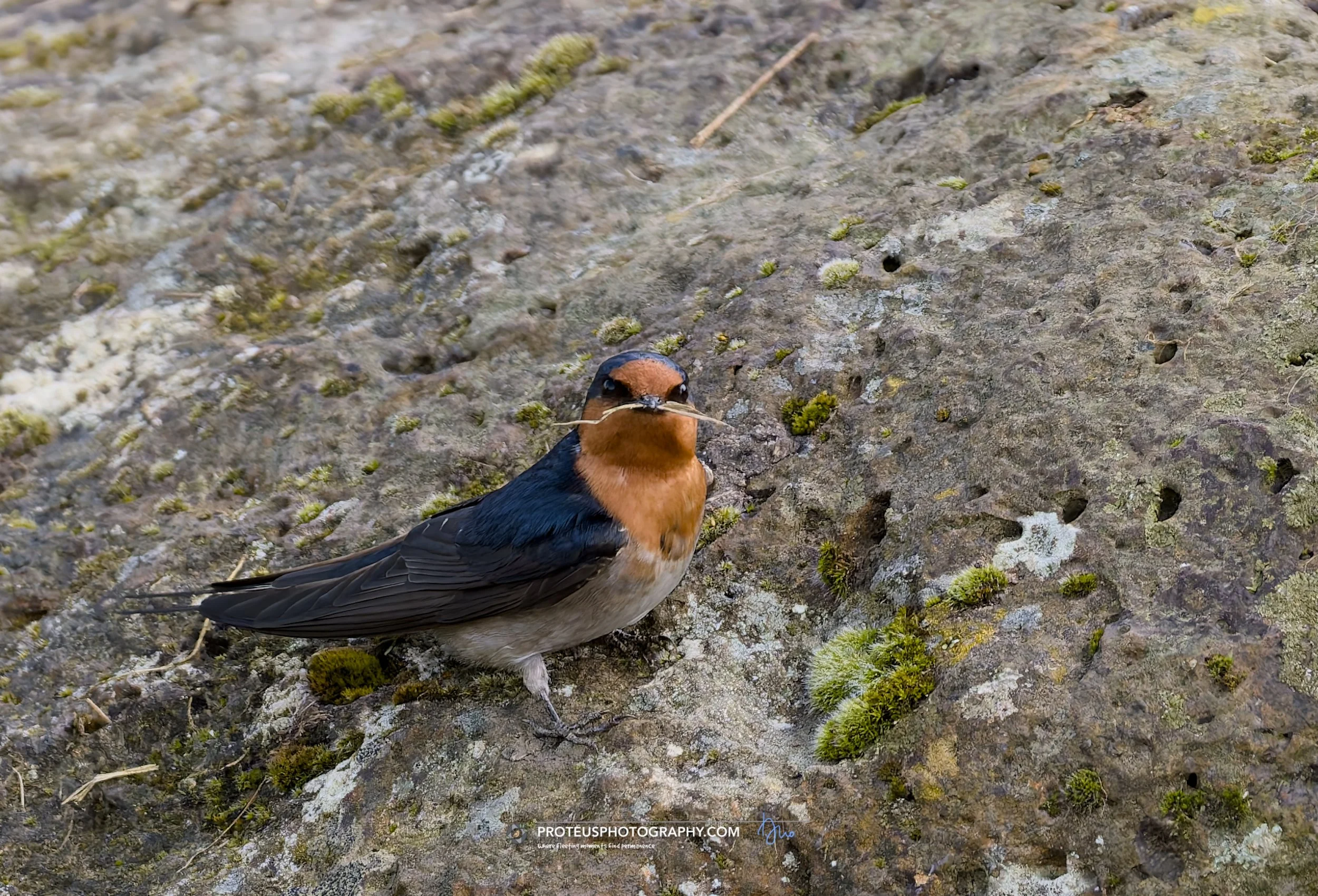 welcome swallow (Hirundo neoxena)