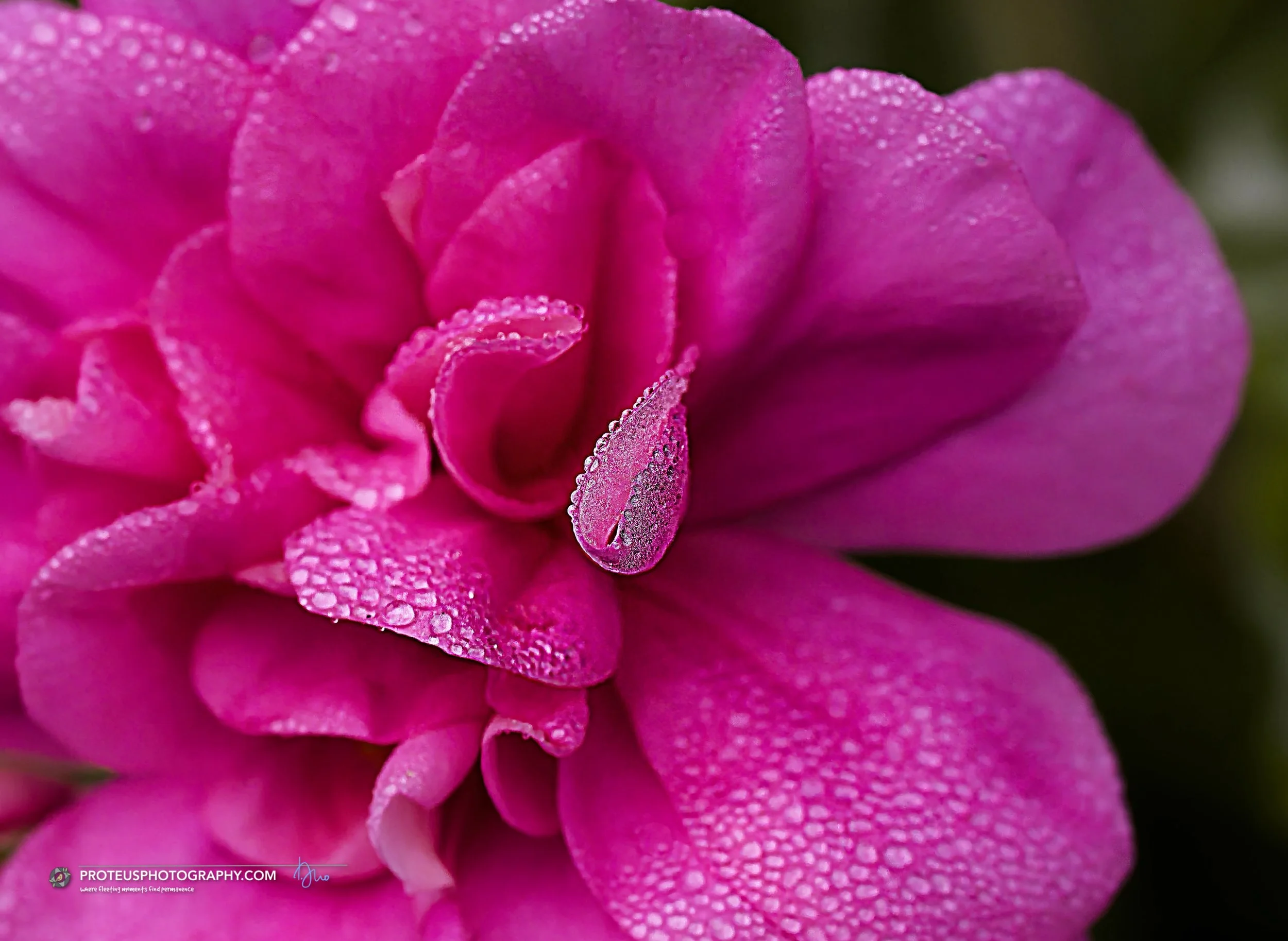 a vibrant pink geranium (Pelargonium) with dew droplets