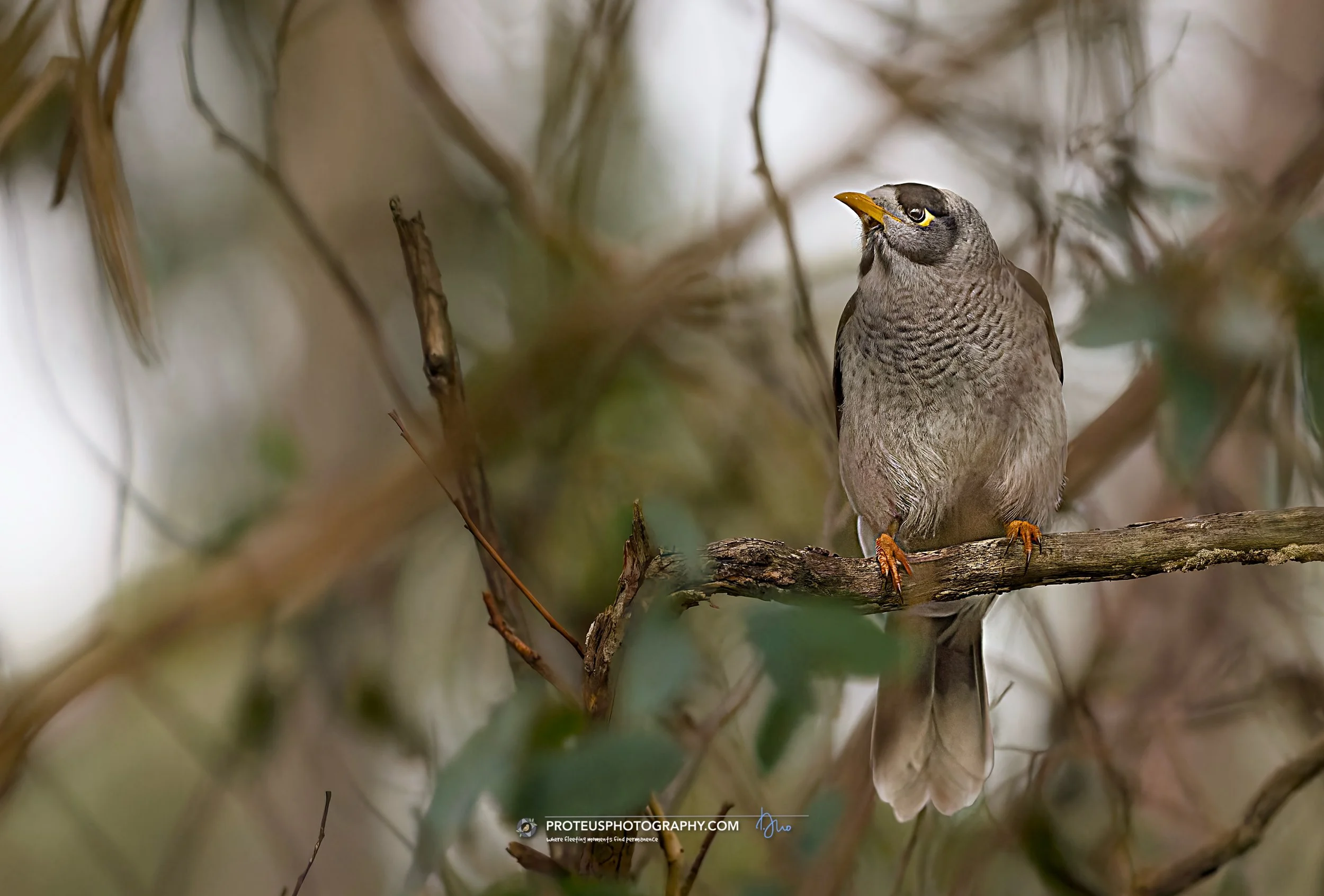noisy miner