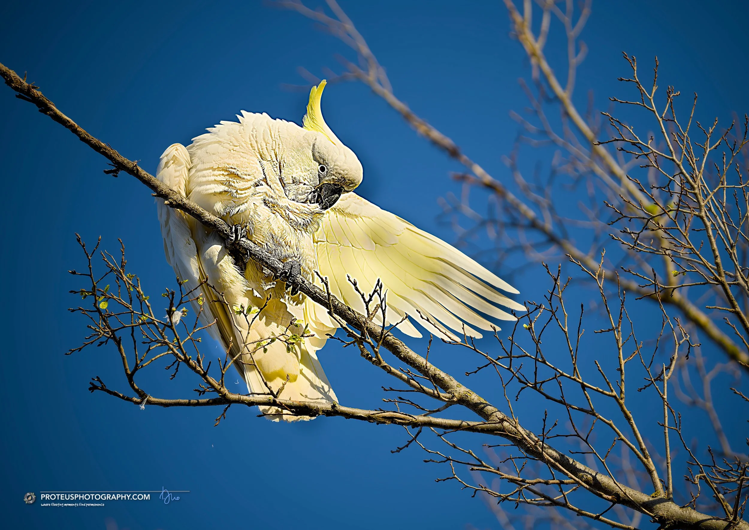 sulphur-crested cockatoo (cacatua galerita)