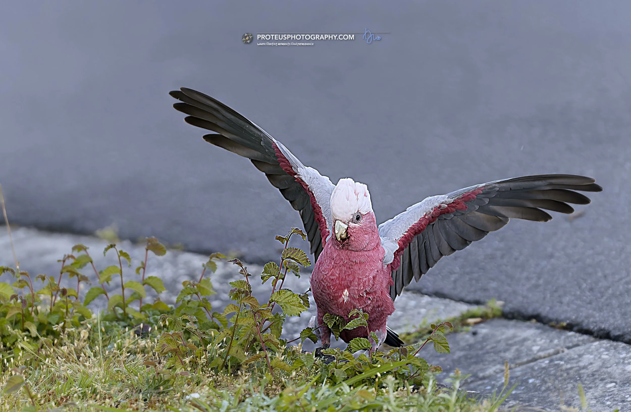 Galahs (Eolophus roseicapilla), also known as pink-and-grey cockatoos,