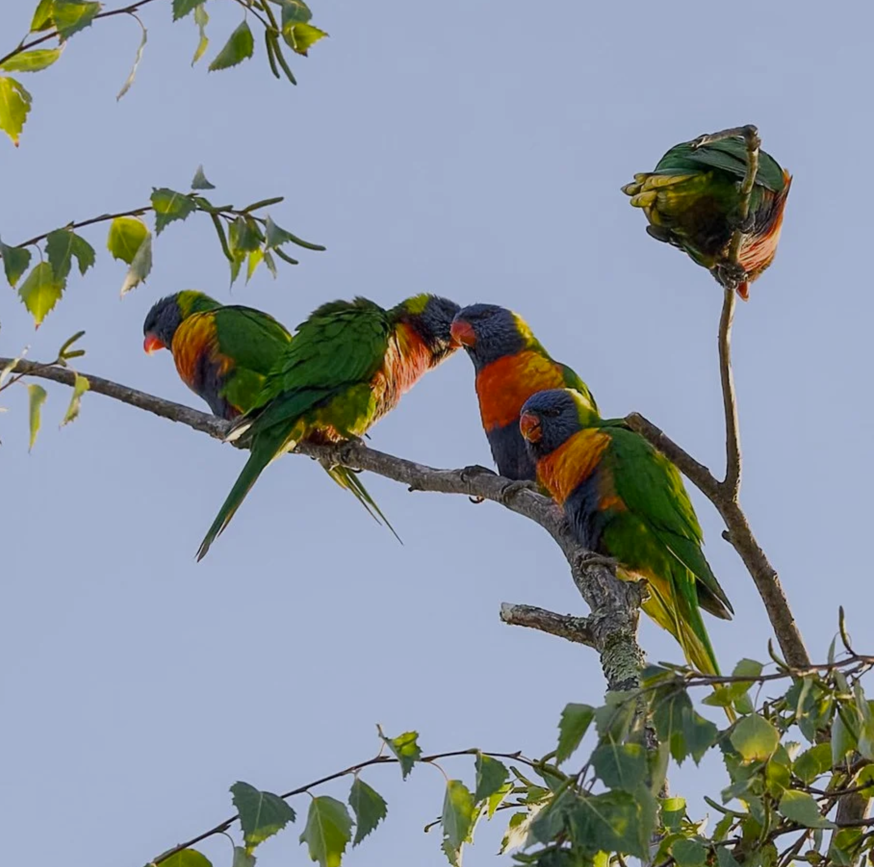 Birds of Australia