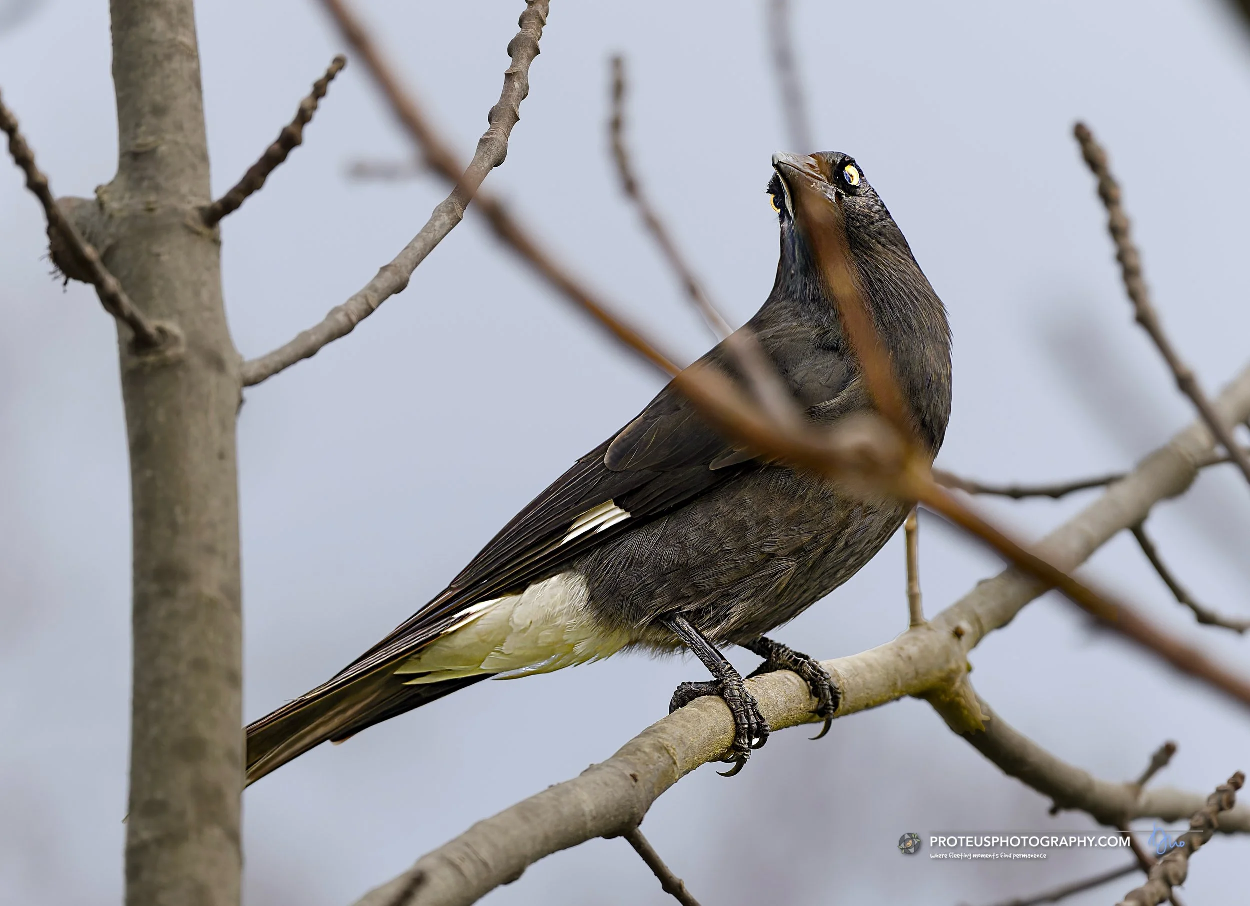 Pied Currawong (Strepera graculina). 