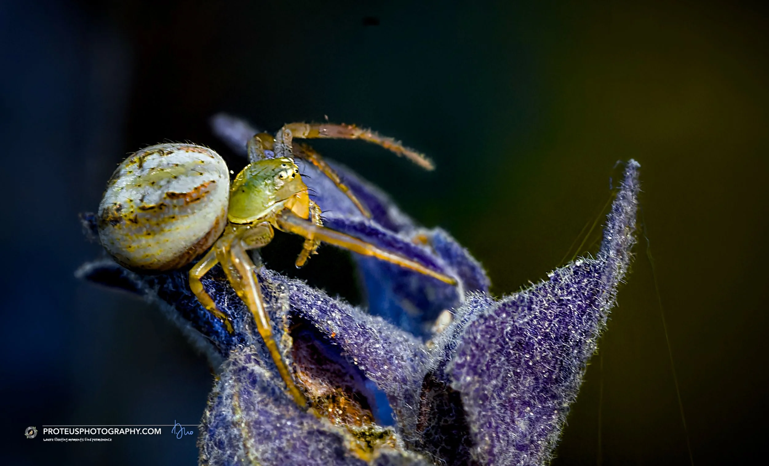 crab spider (lehtinelagia prasina) that unlike most spiders that move straight forward or backward, crab spiders primarily walk sideways and backward. about 3mm in length