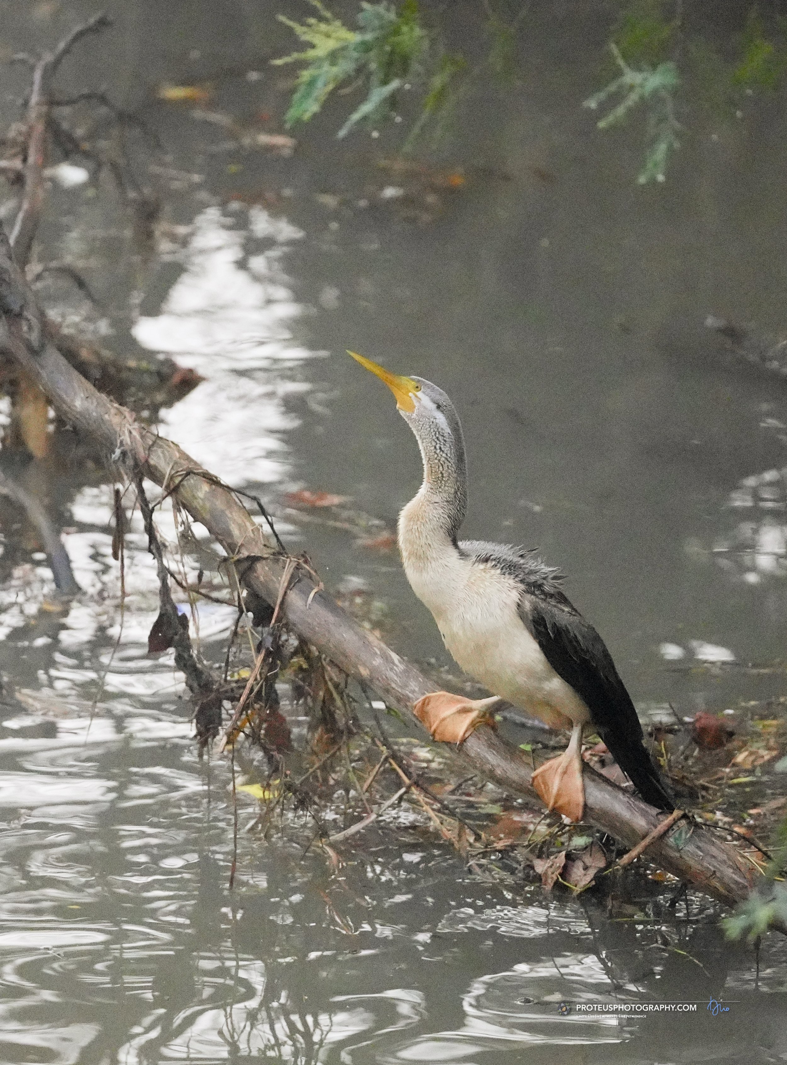 Australian darter (Anhinga novaehollandiae)