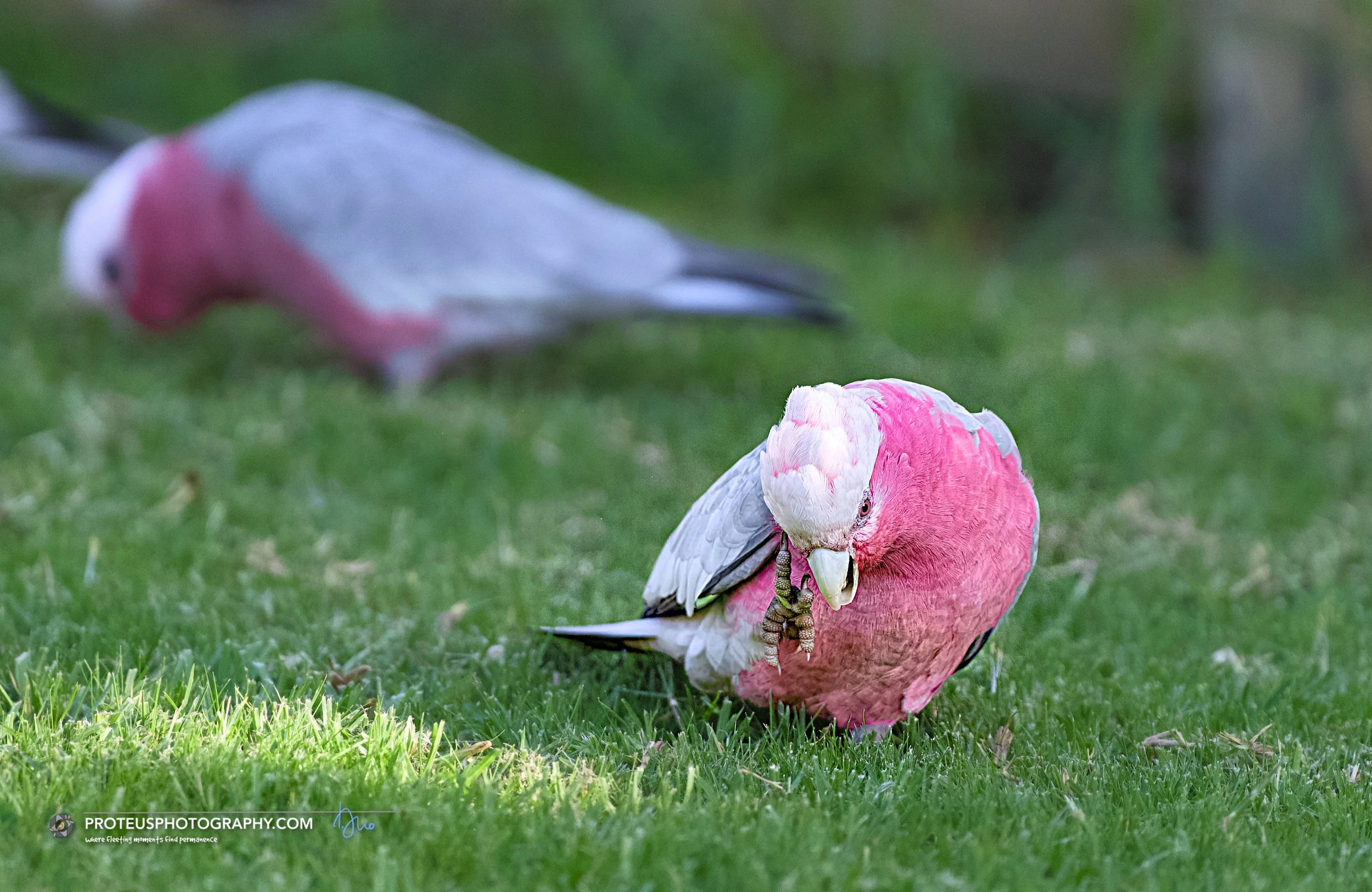  Galahs (Eolophus roseicapilla), also known as pink-and-grey cockatoos,