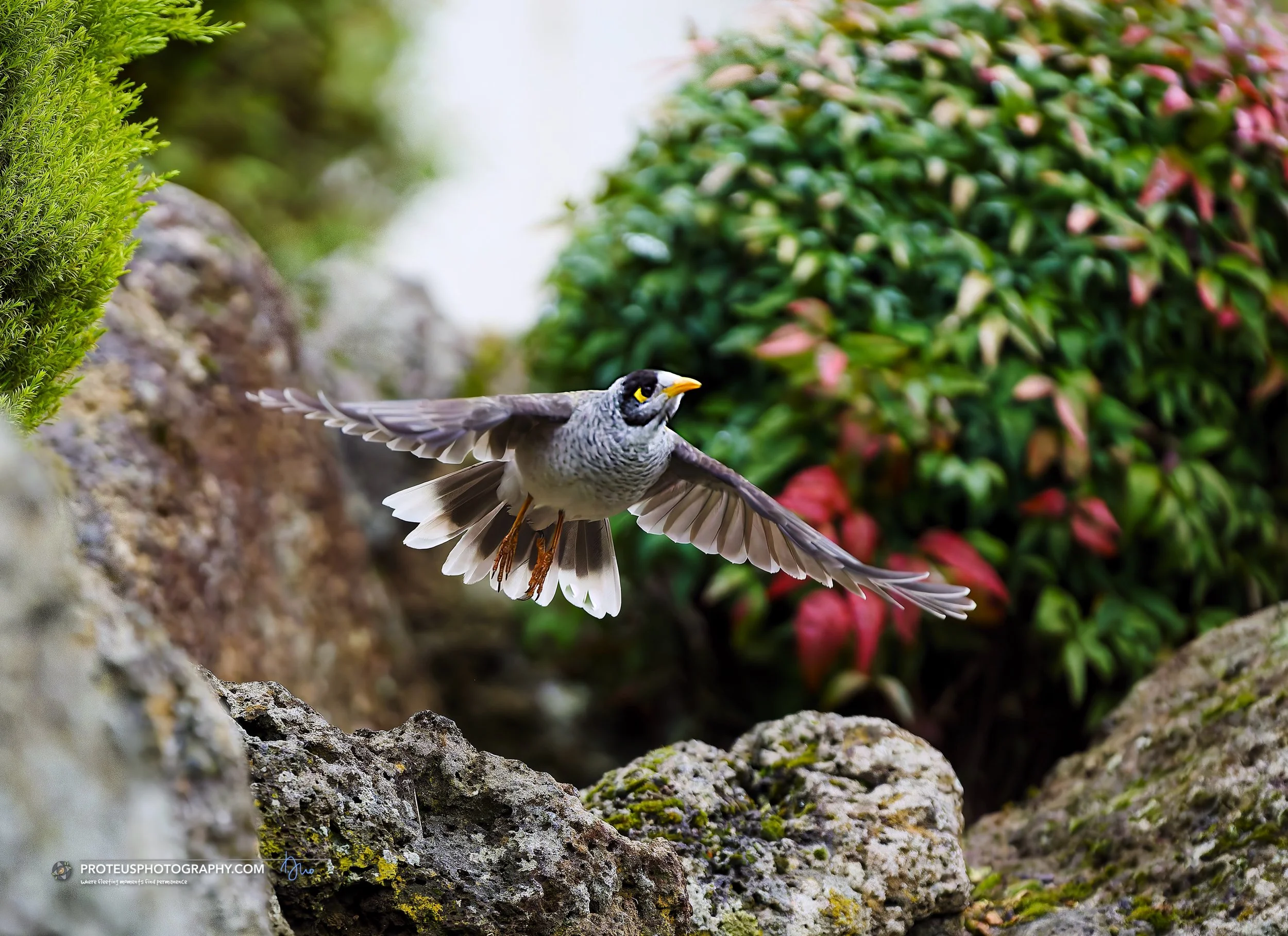 Noisy Miner
