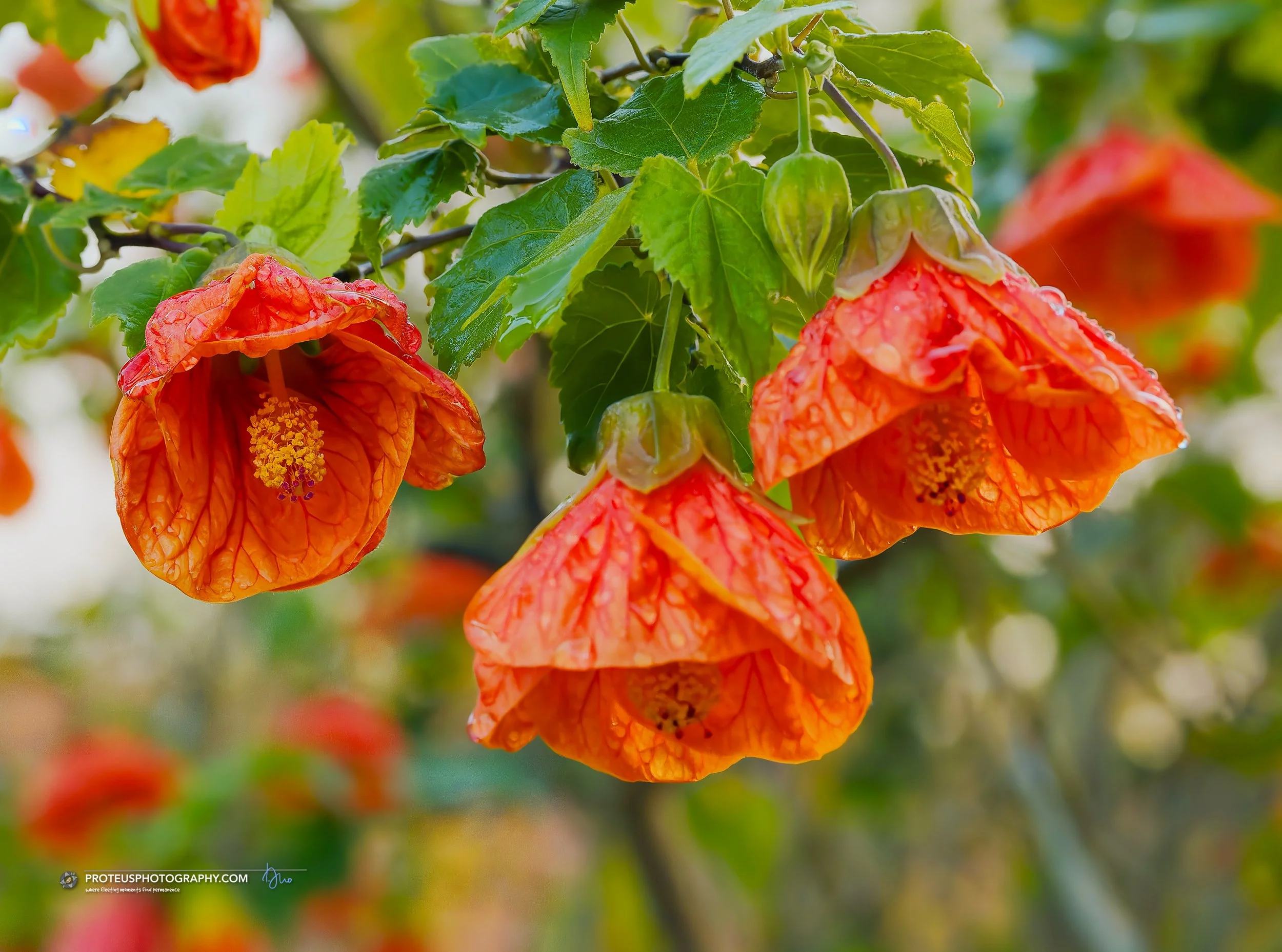 chinese lantern (abutilon pictum)