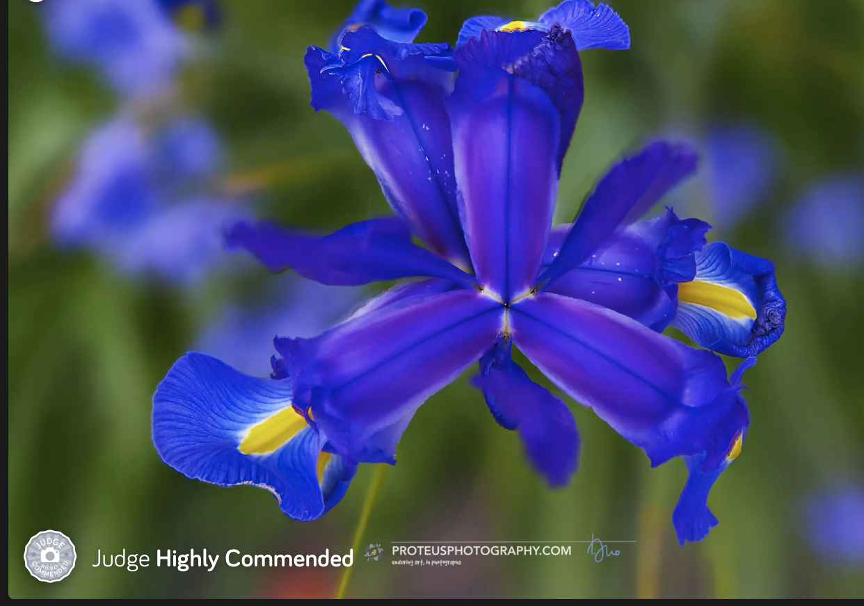 judge highly commended - blue iris