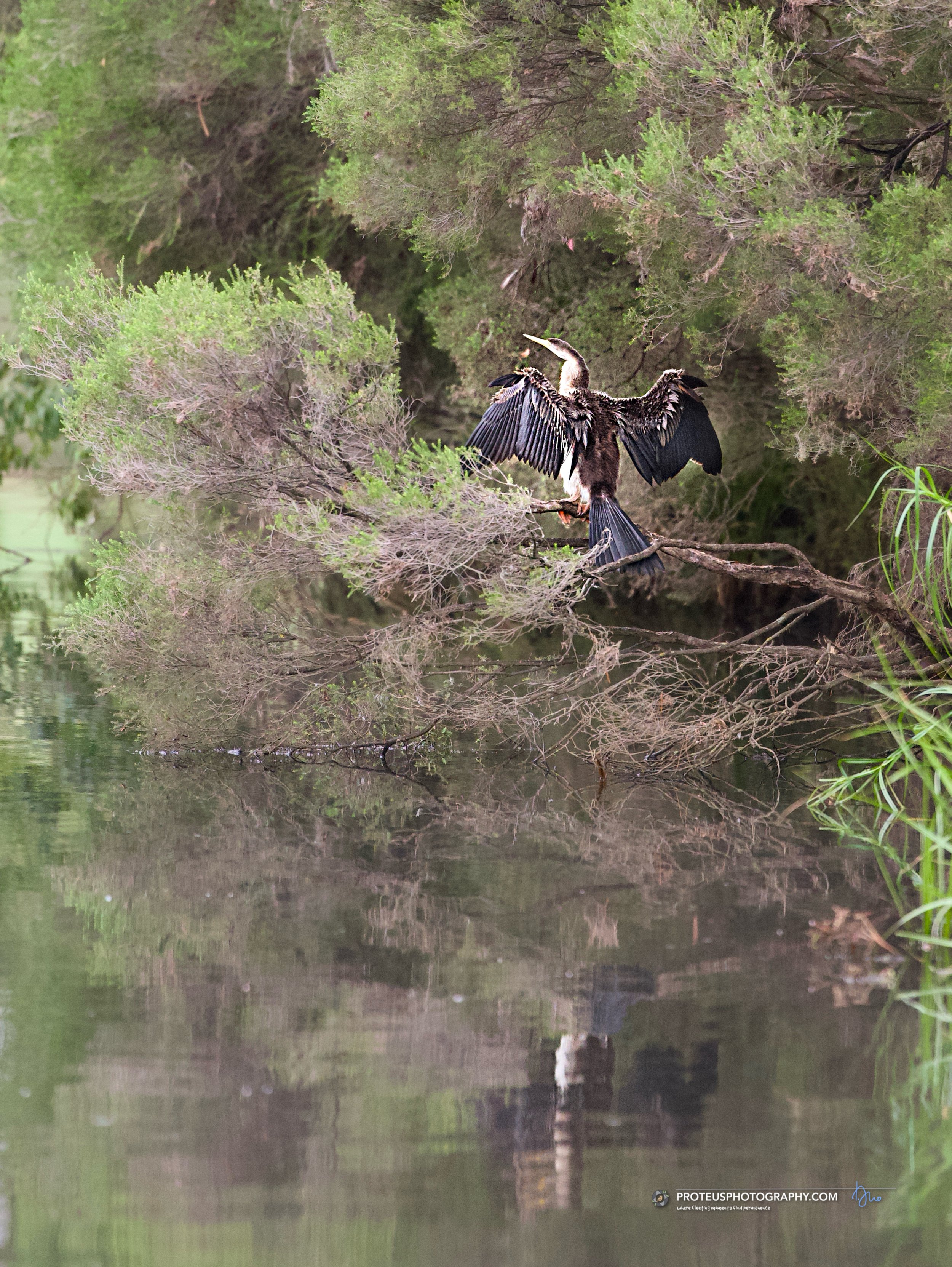 drying off is the darter (anhinga novaehollandiae)