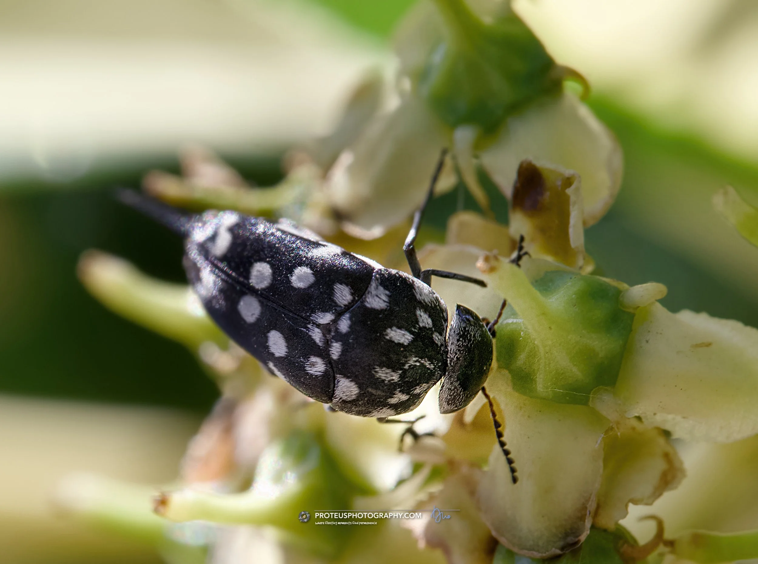 white-spotted pintail beetle (hoshihananomia dumbrelli) - also known as the "tumbling flower beetle" from its habit of tumbling off vegetation if disturbed