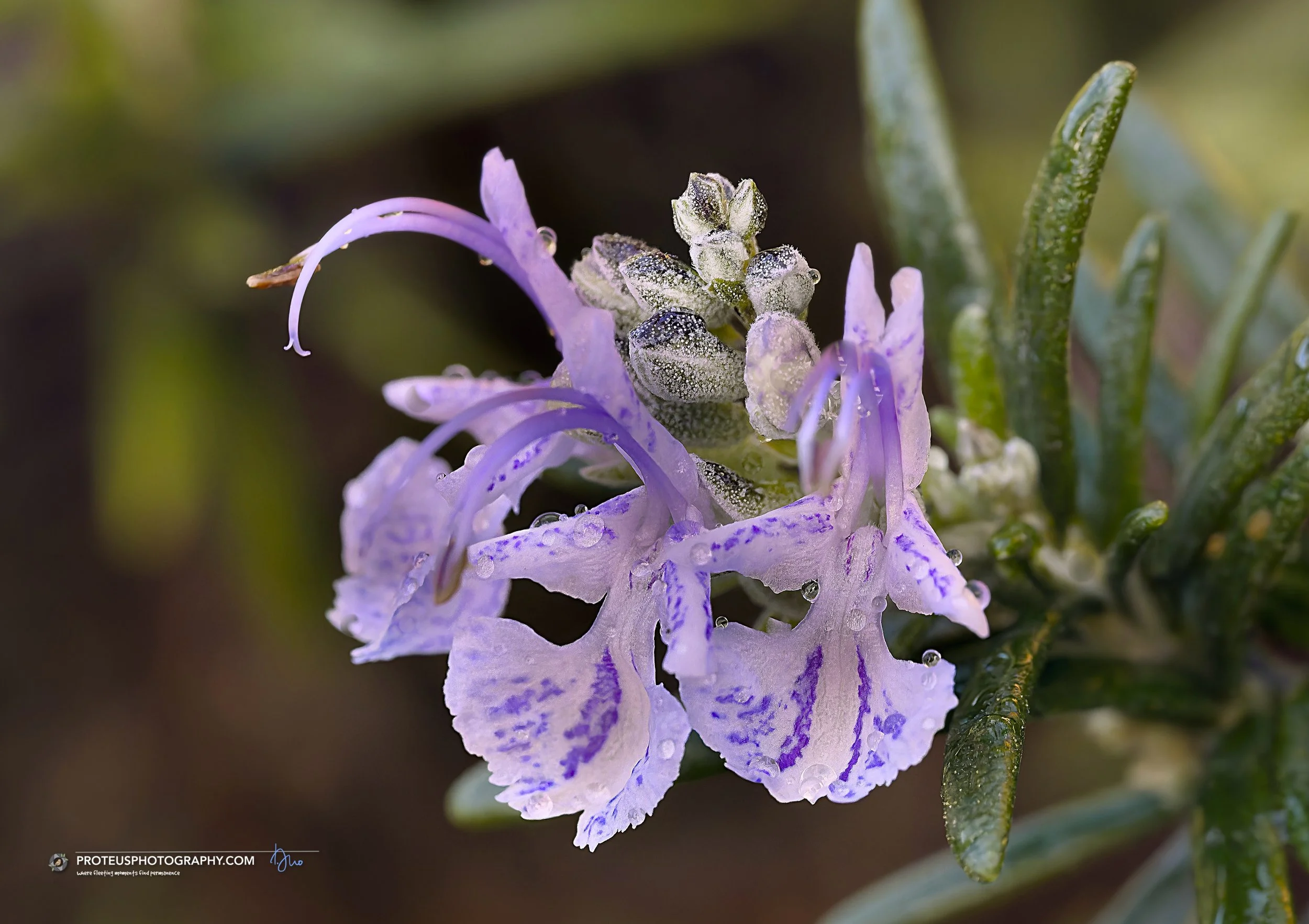 close-up of a blooming rosemary flower (salvia rosmarinus, formerly rosmarinus officinalis).